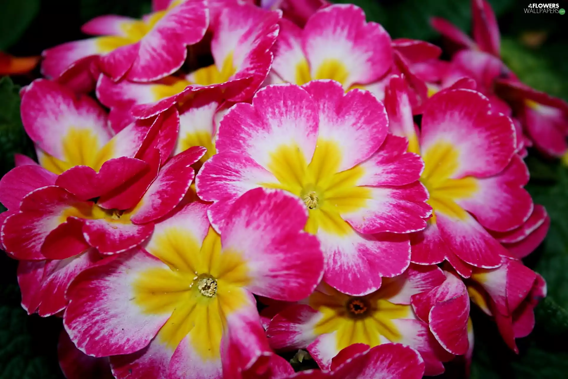 Primrose, color, flourishing, Flowers