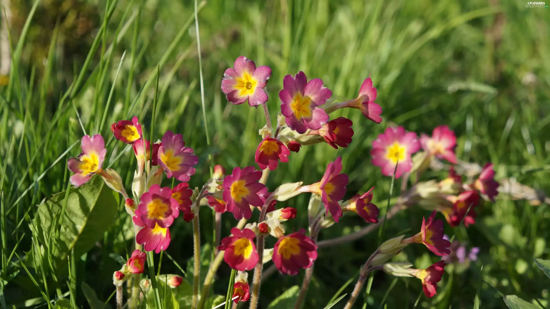 Flowers, primrose, primrose