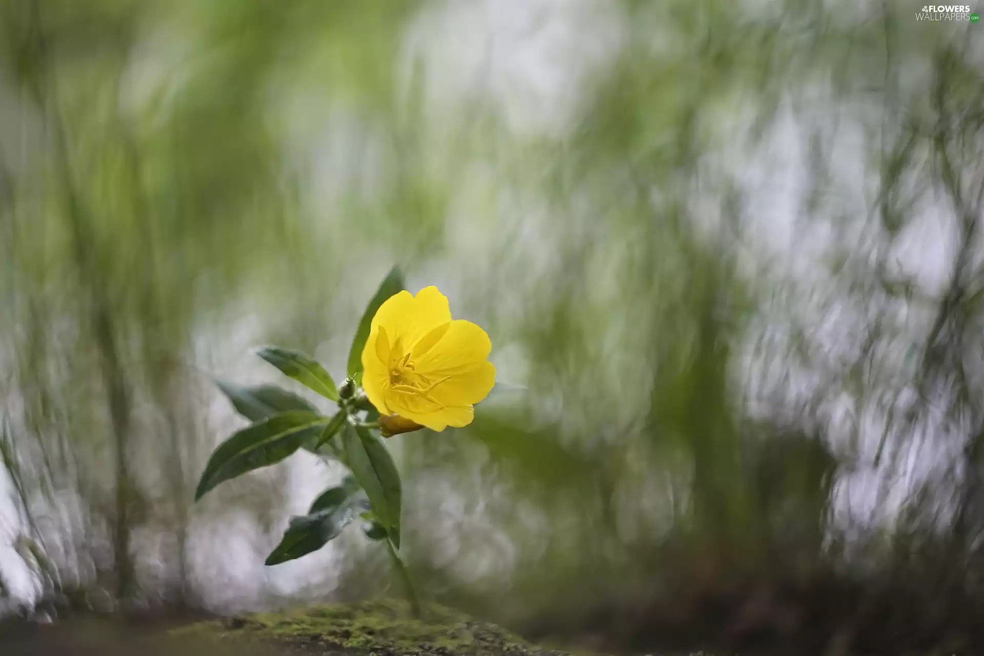 Colourfull Flowers, primrose, blur, Yellow
