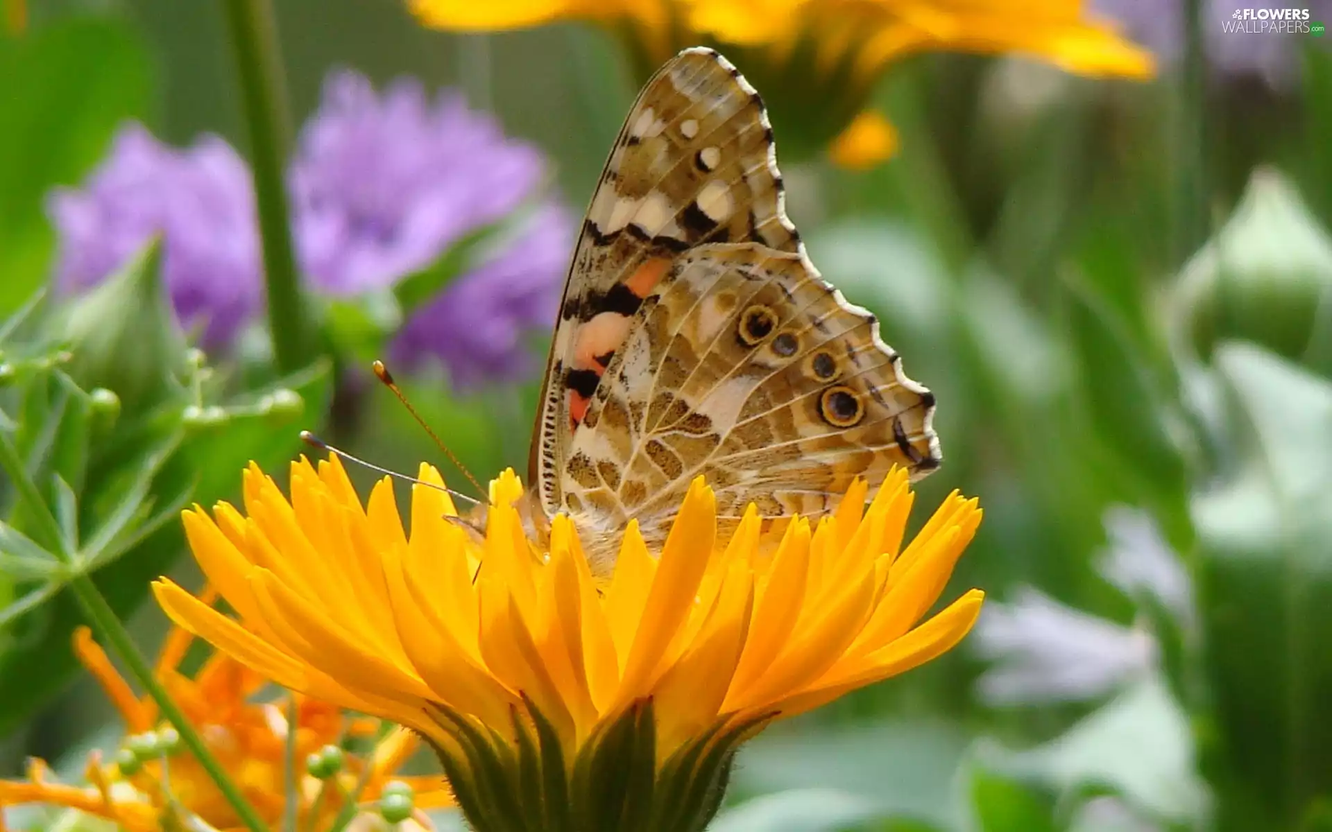 puffball, butterfly, Colourfull Flowers
