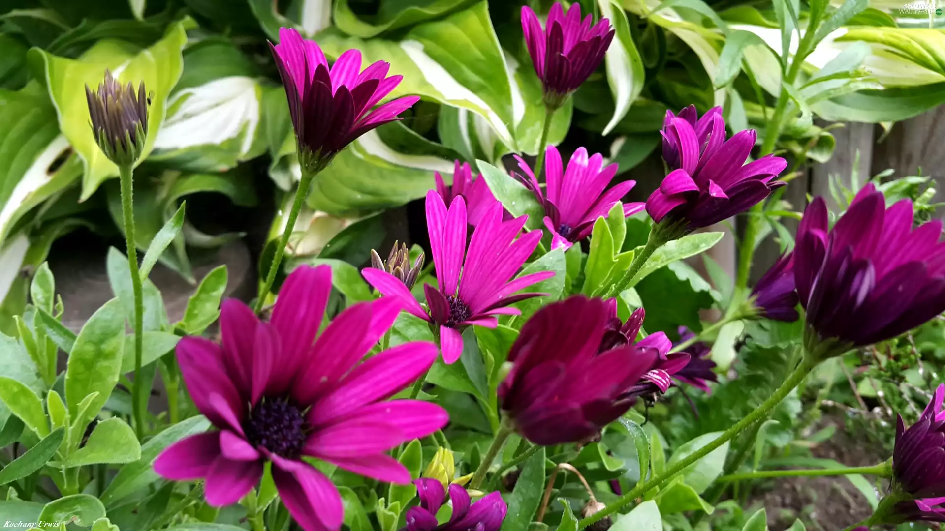 Purple, daisy, African, Flowers