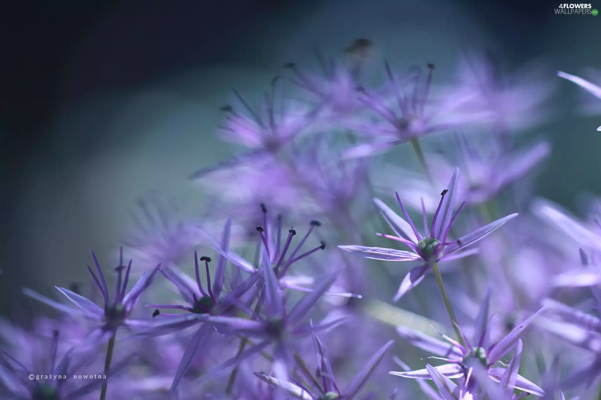 Flowers, Allium, purple