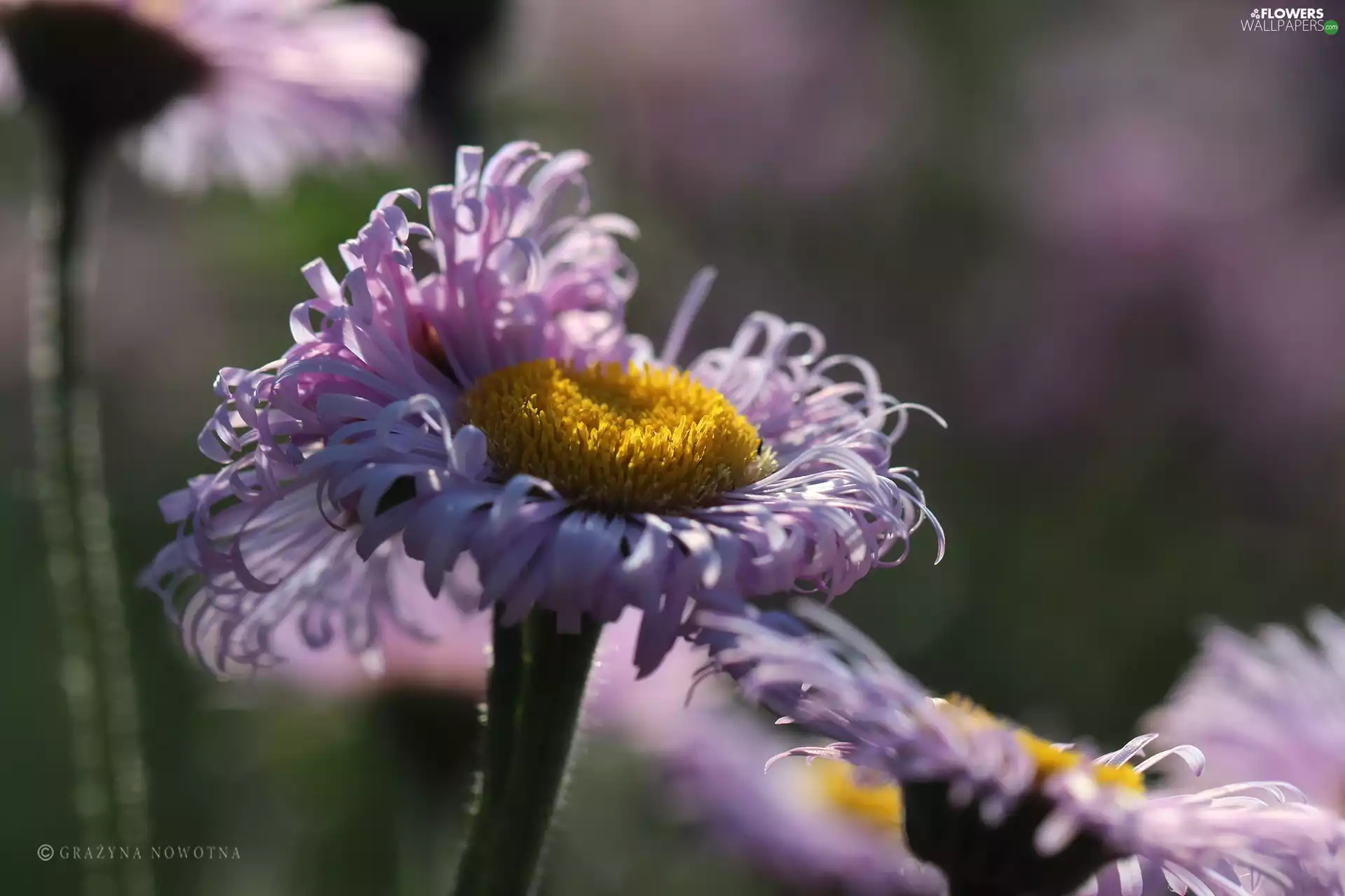 Flowers, Astra, purple