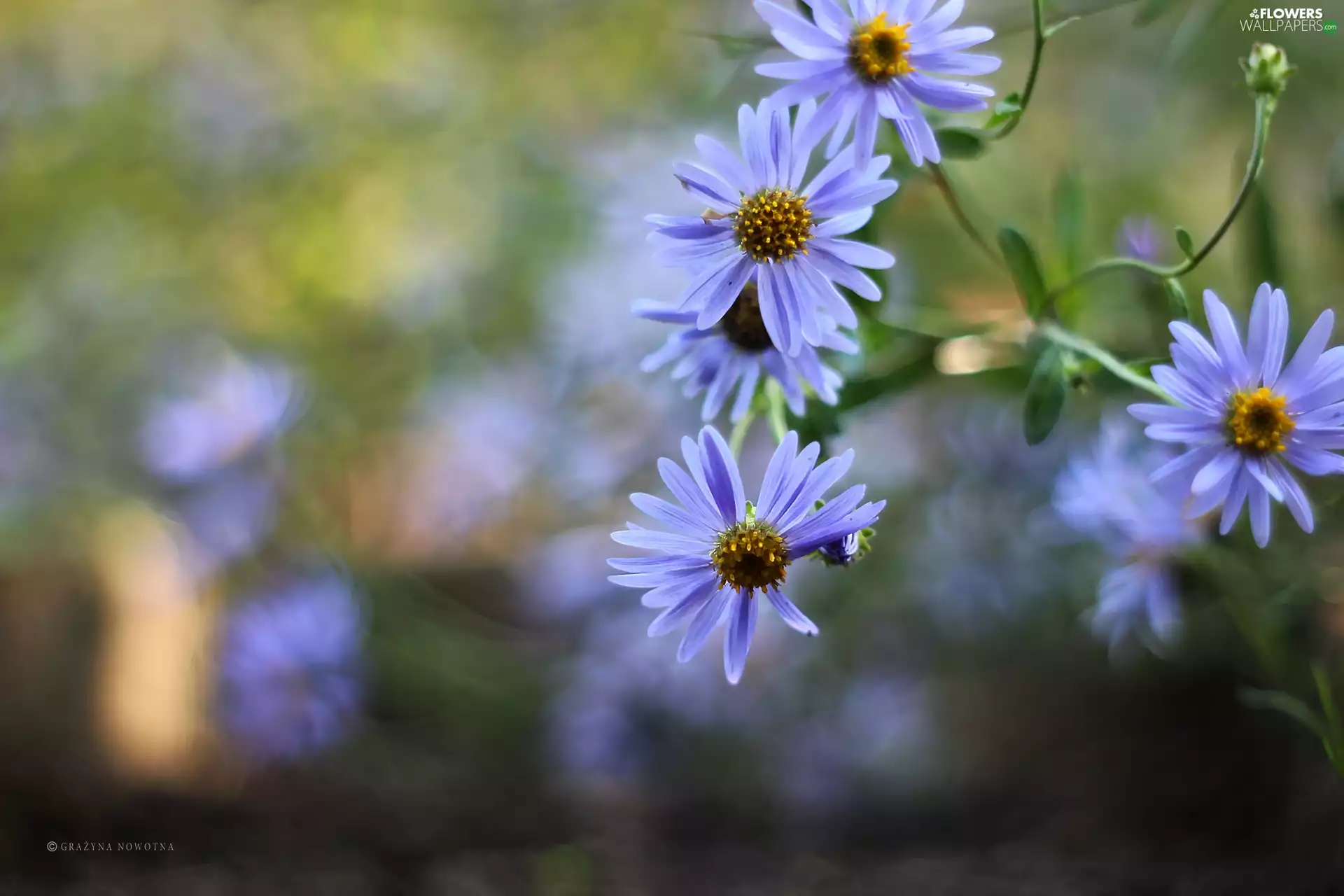 Flowers, Astra, purple