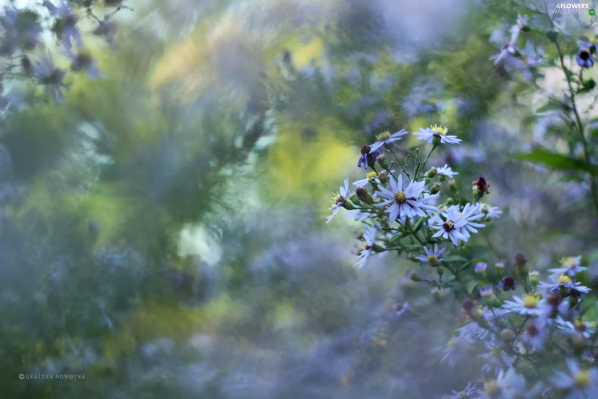 Flowers, Astra, purple