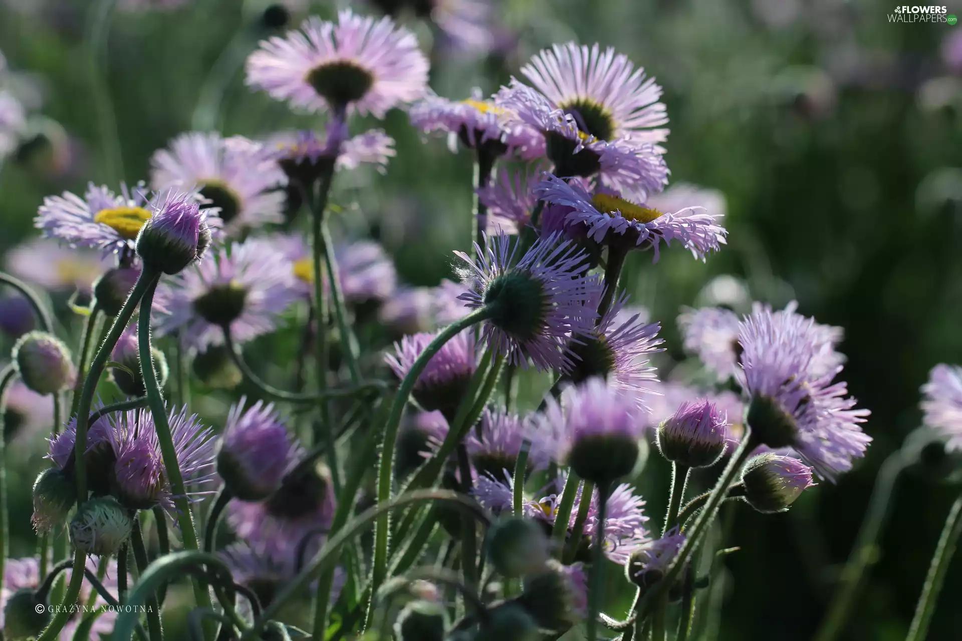 Flowers, Astra, purple