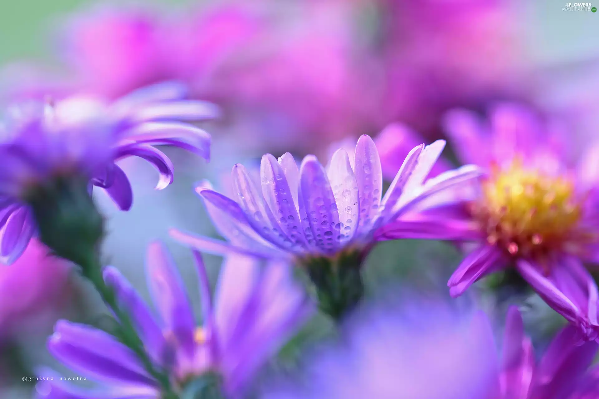 Flowers, Astra, purple