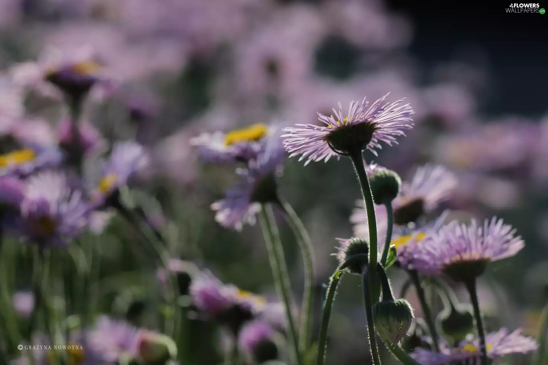 Flowers, Astra, purple