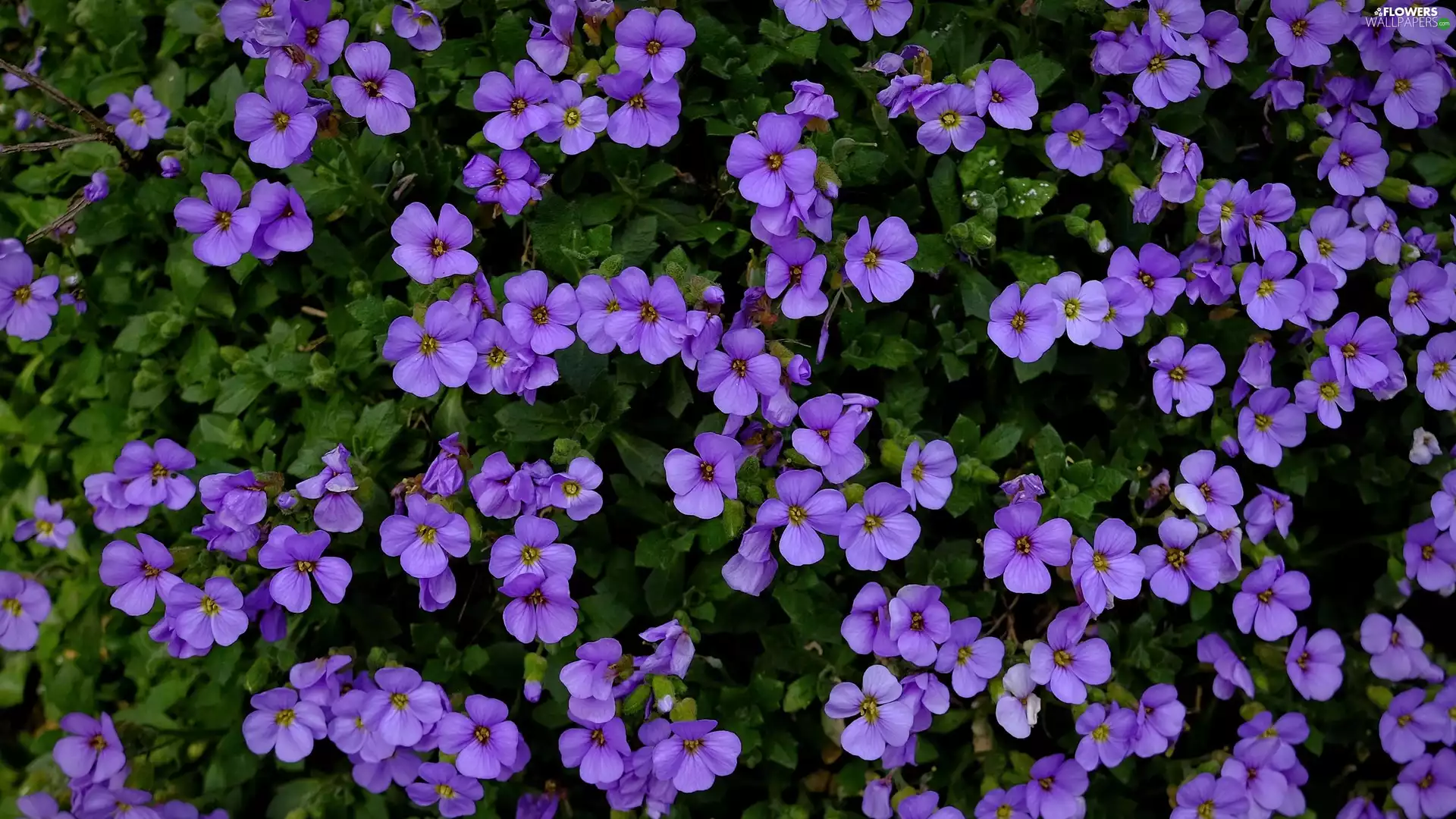 Flowers, Aubrieta, purple