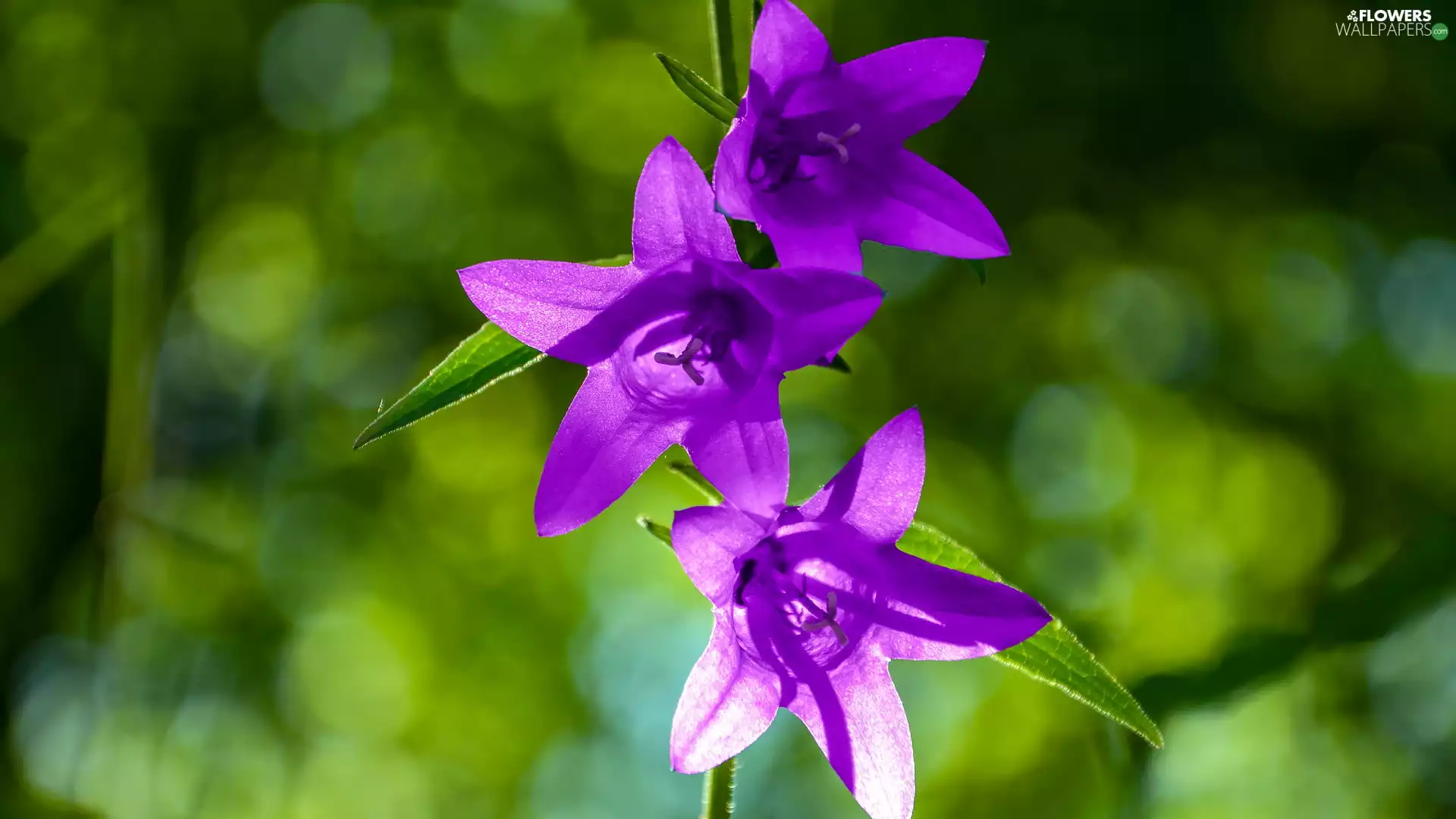 green ones, background, Flowers, ringtones, purple