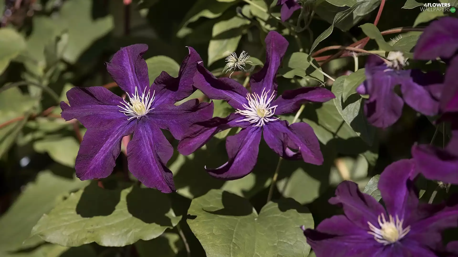 purple, Clematis, bloom, Flowers