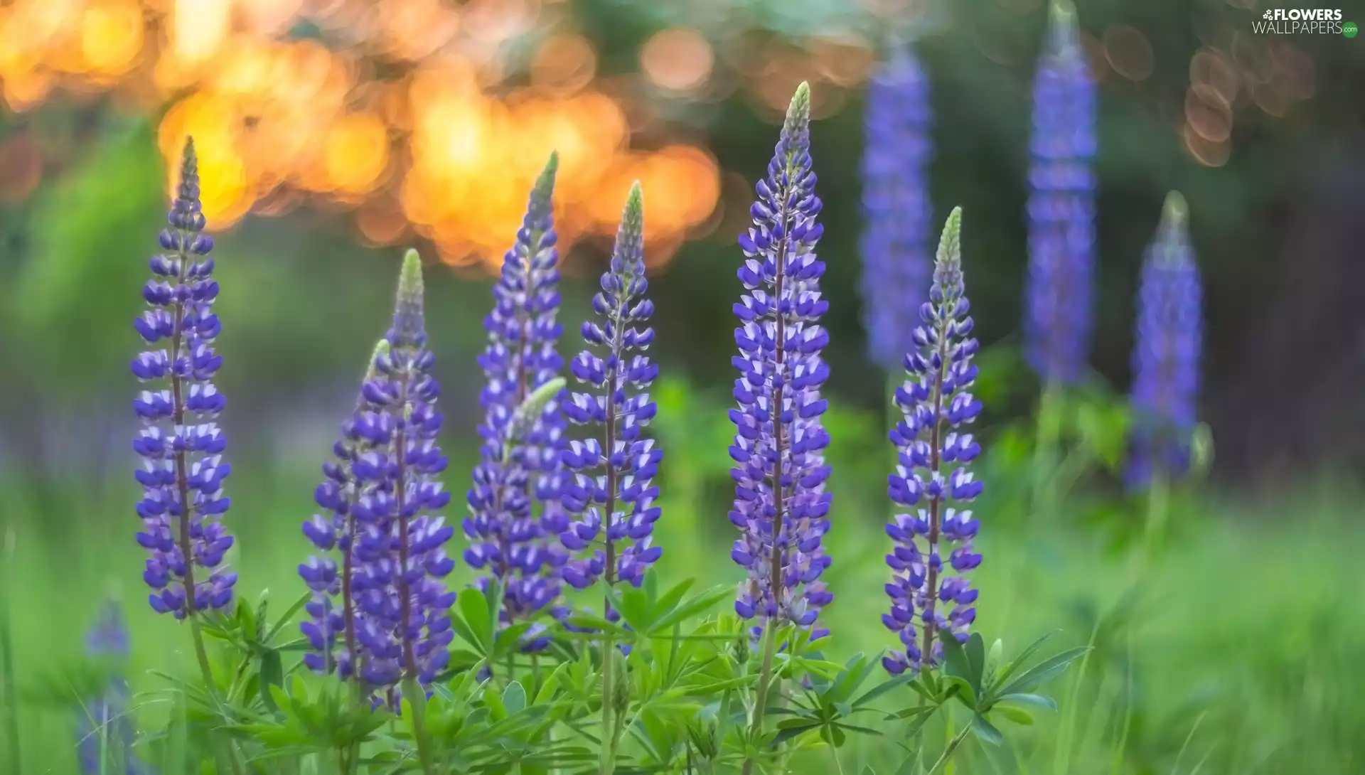 purple, lupine, blur, Flowers