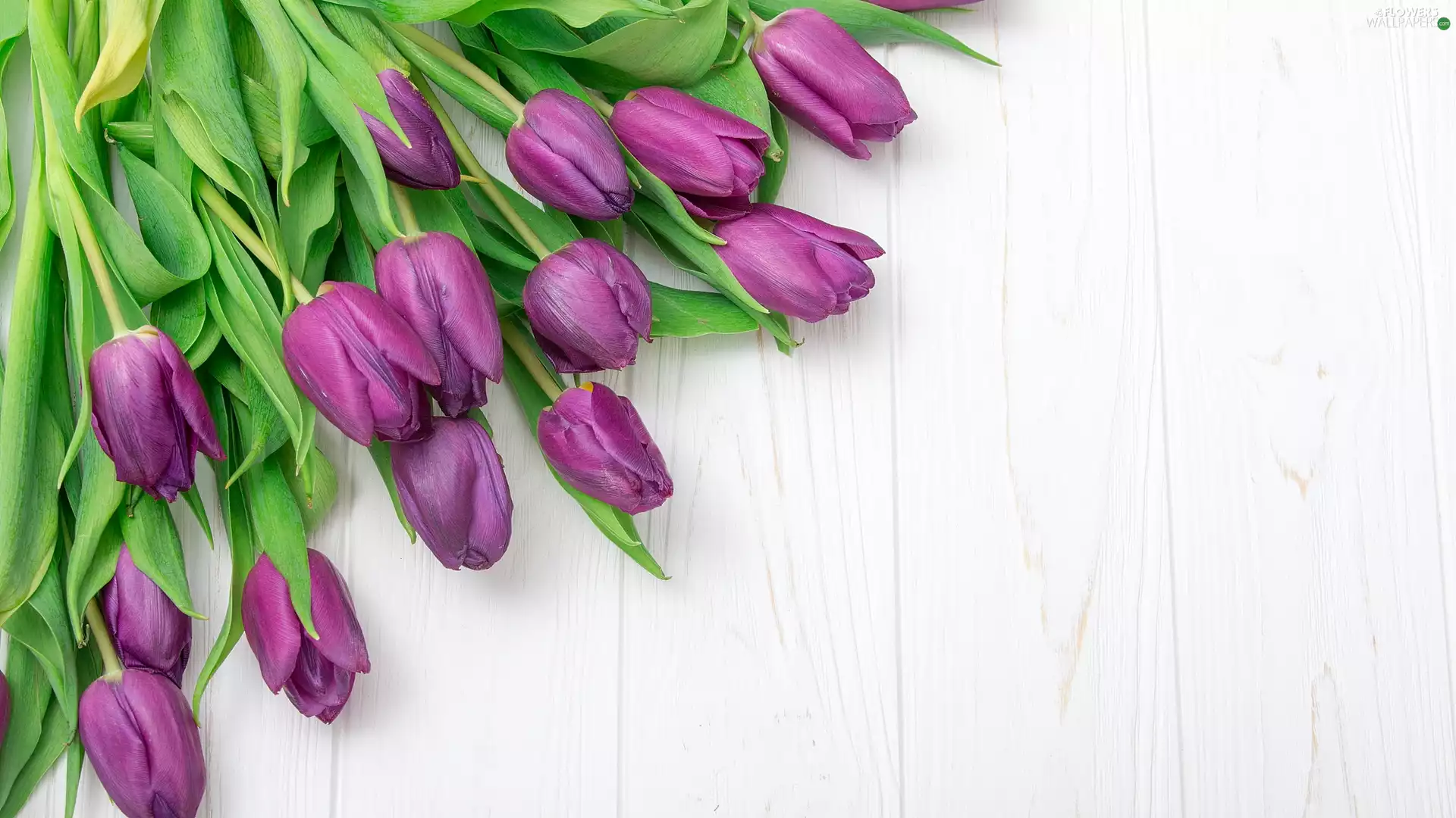 purple, Tulips, boarding, Flowers