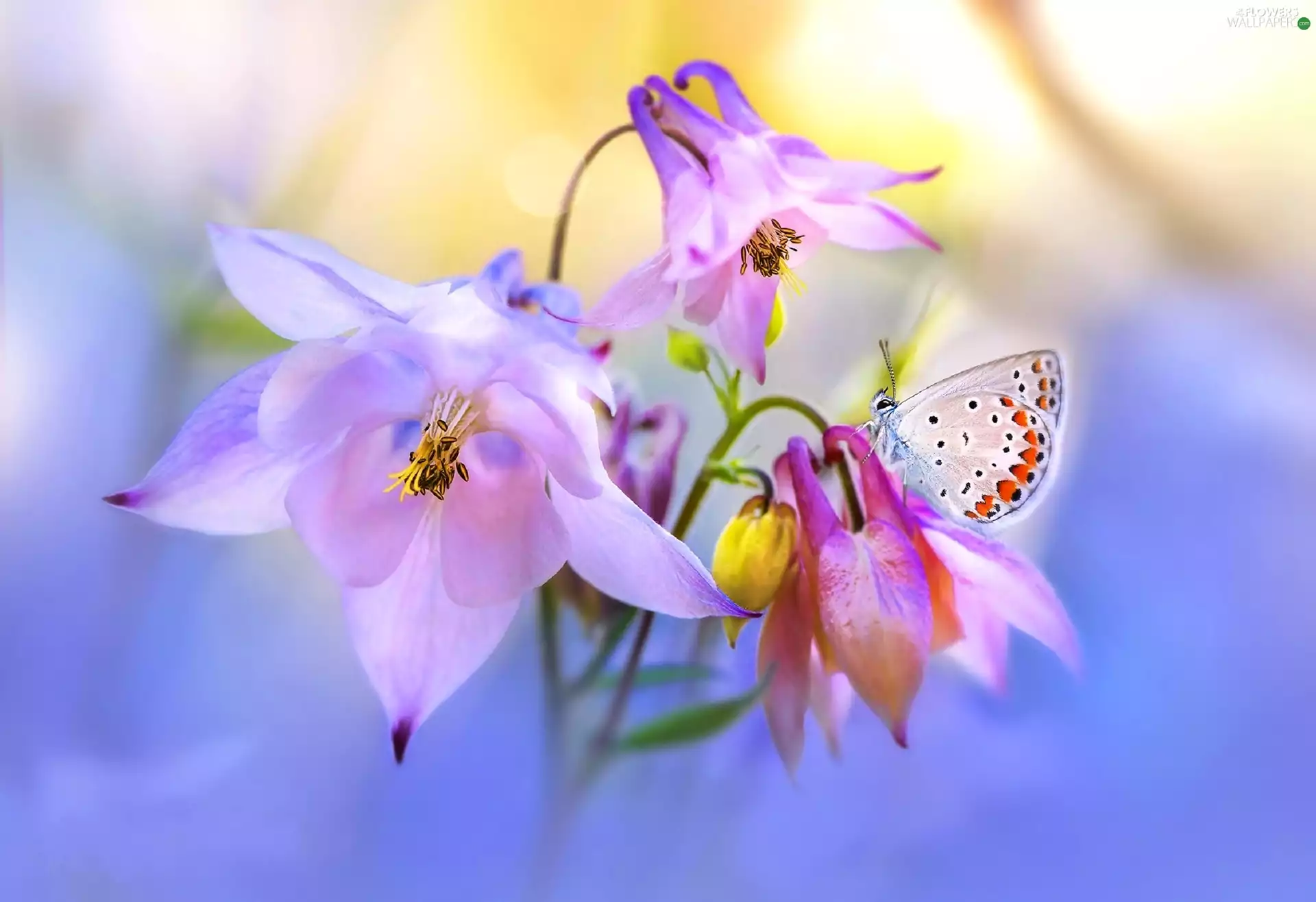 purple, butterfly, Close, Flowers