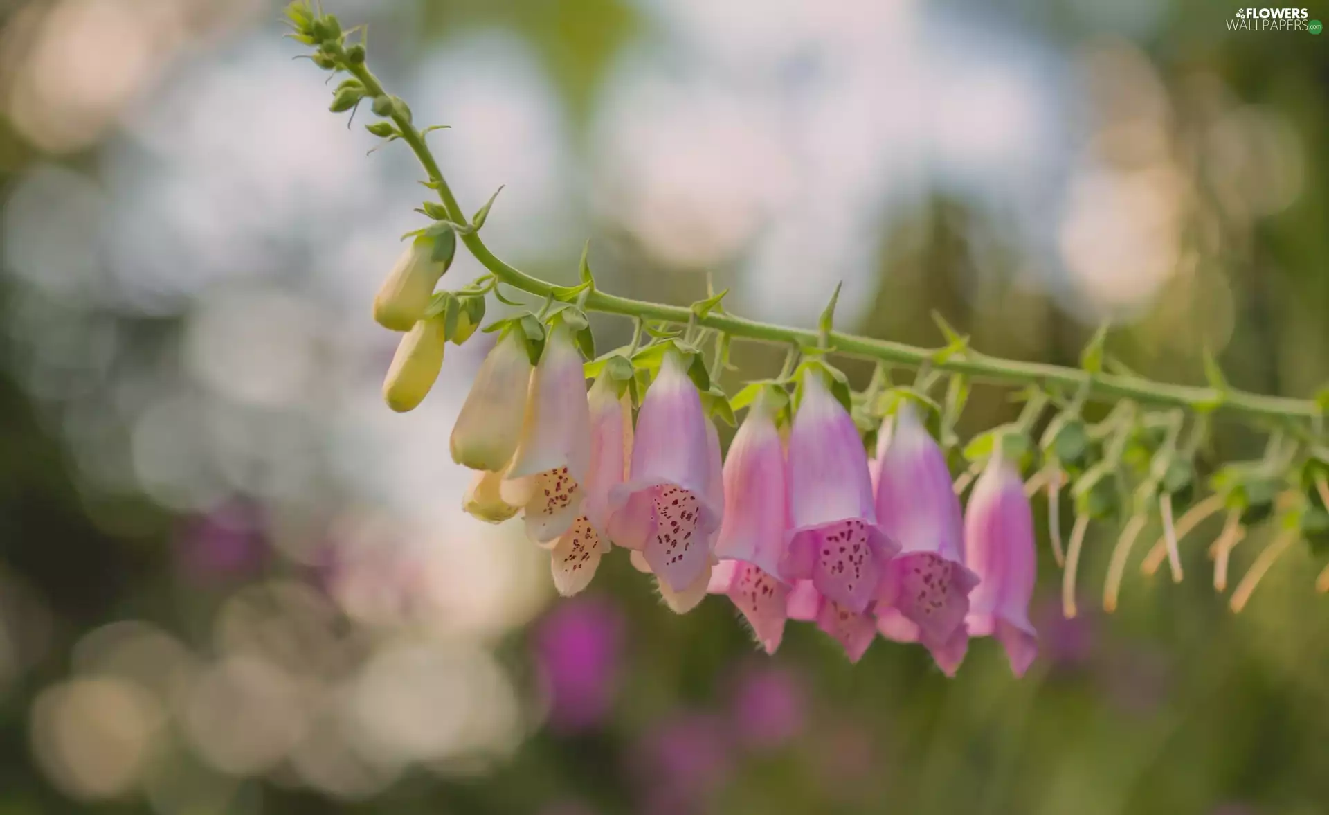 Purple Foxglove, Colourfull Flowers