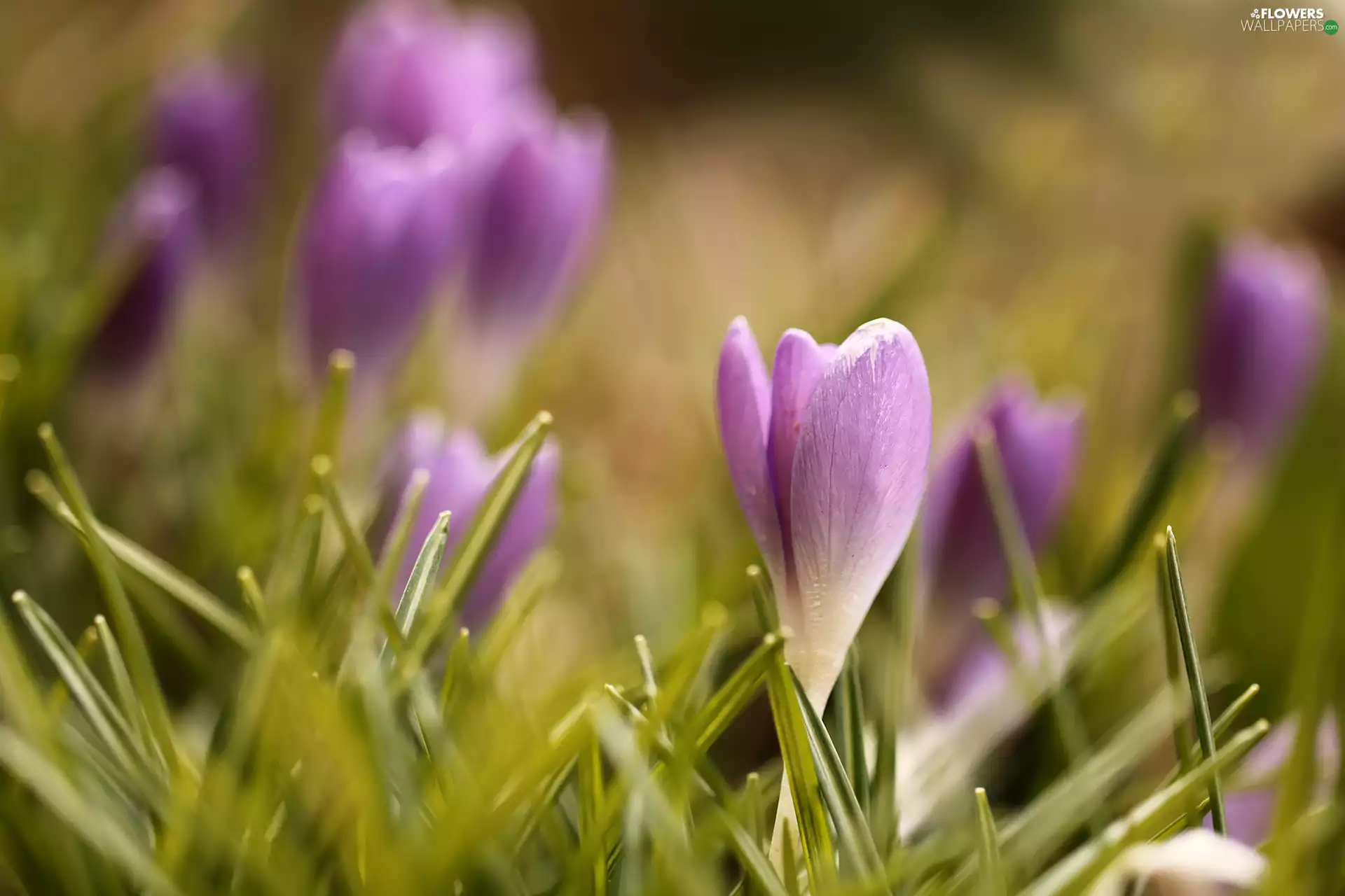 Flowers, crocus, purple