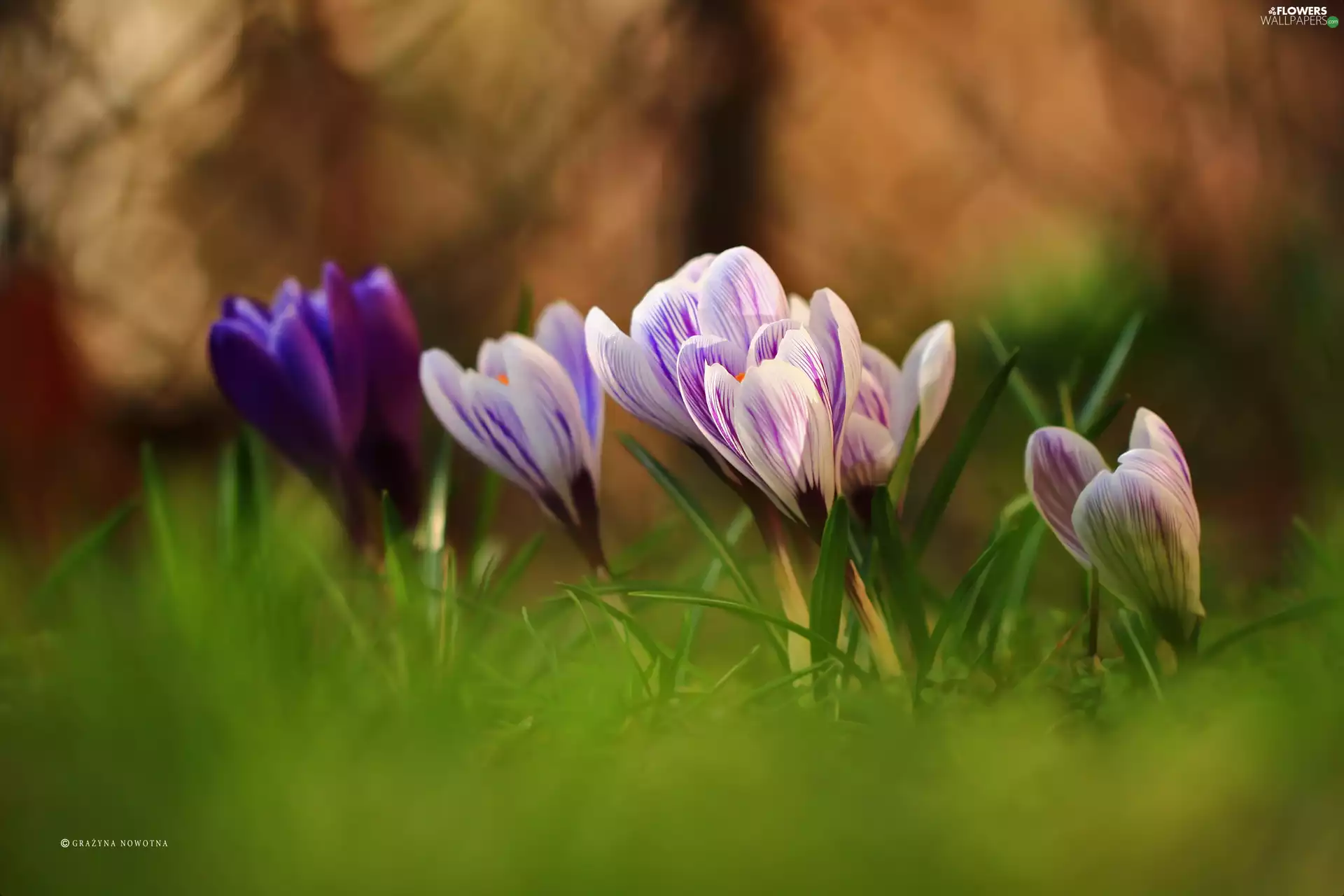 Flowers, crocuses, purple