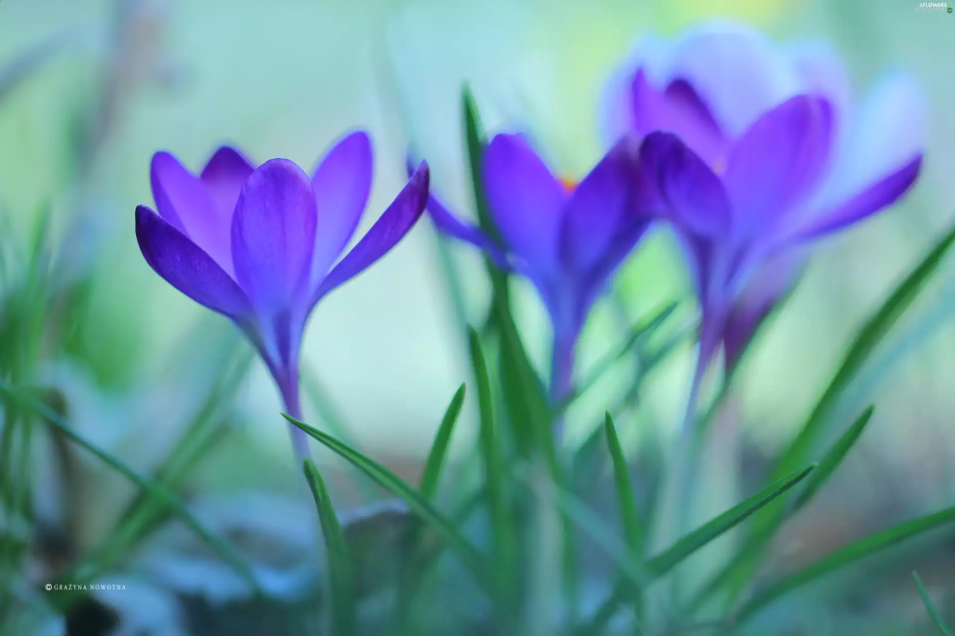 Flowers, crocuses, purple