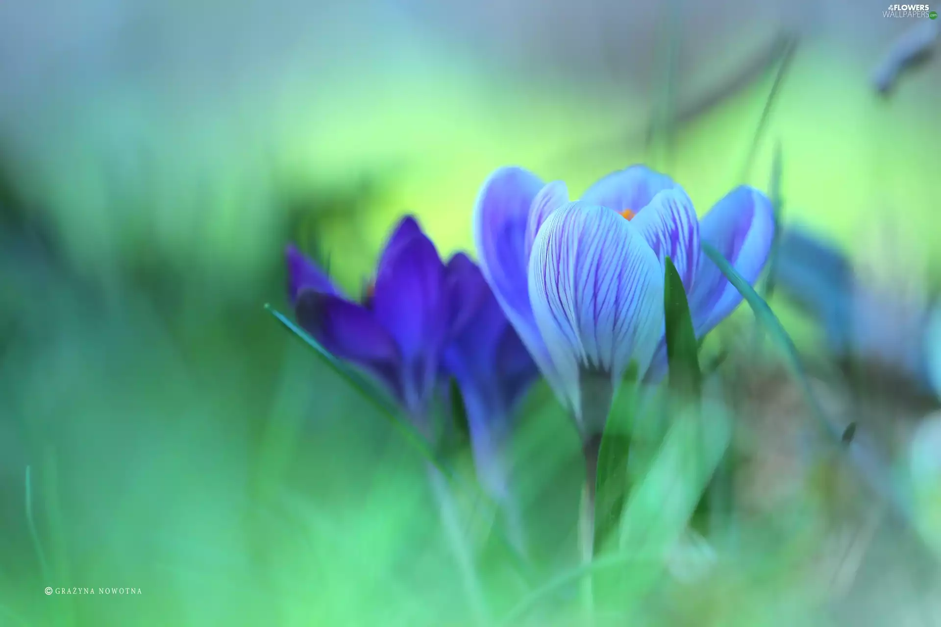 Flowers, crocuses, purple