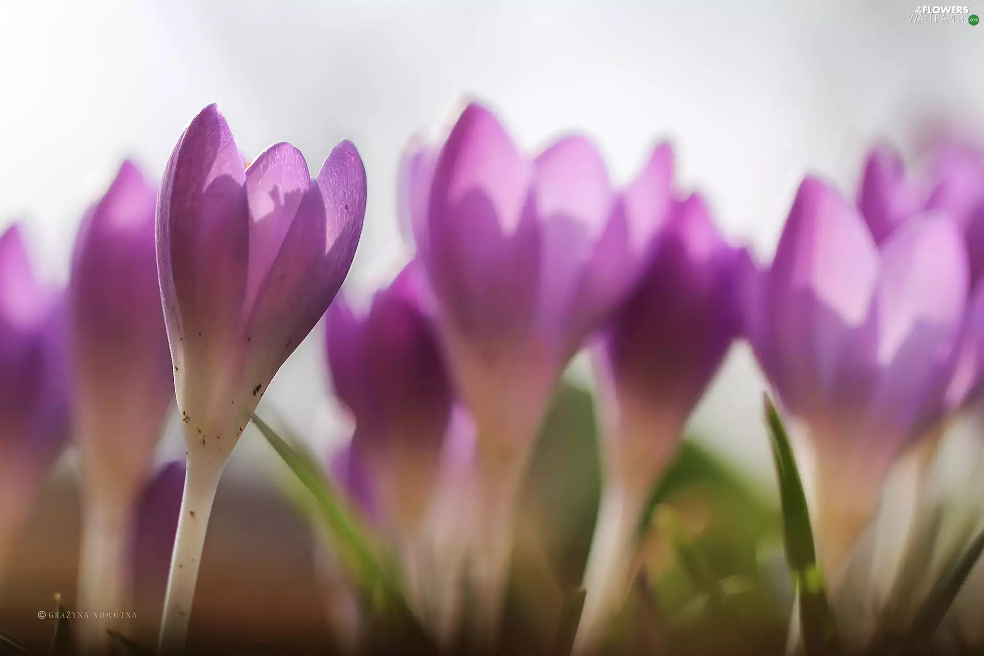 Flowers, crocuses, purple