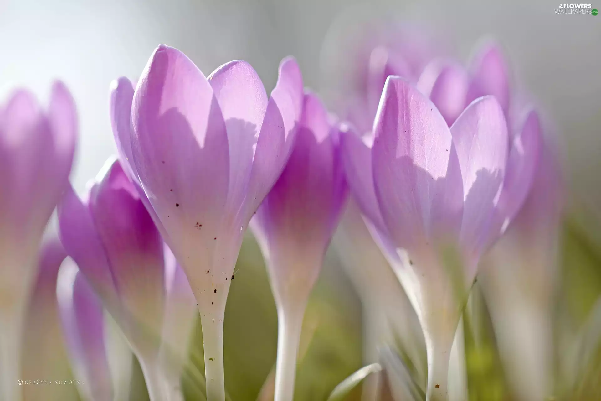 Flowers, crocuses, purple