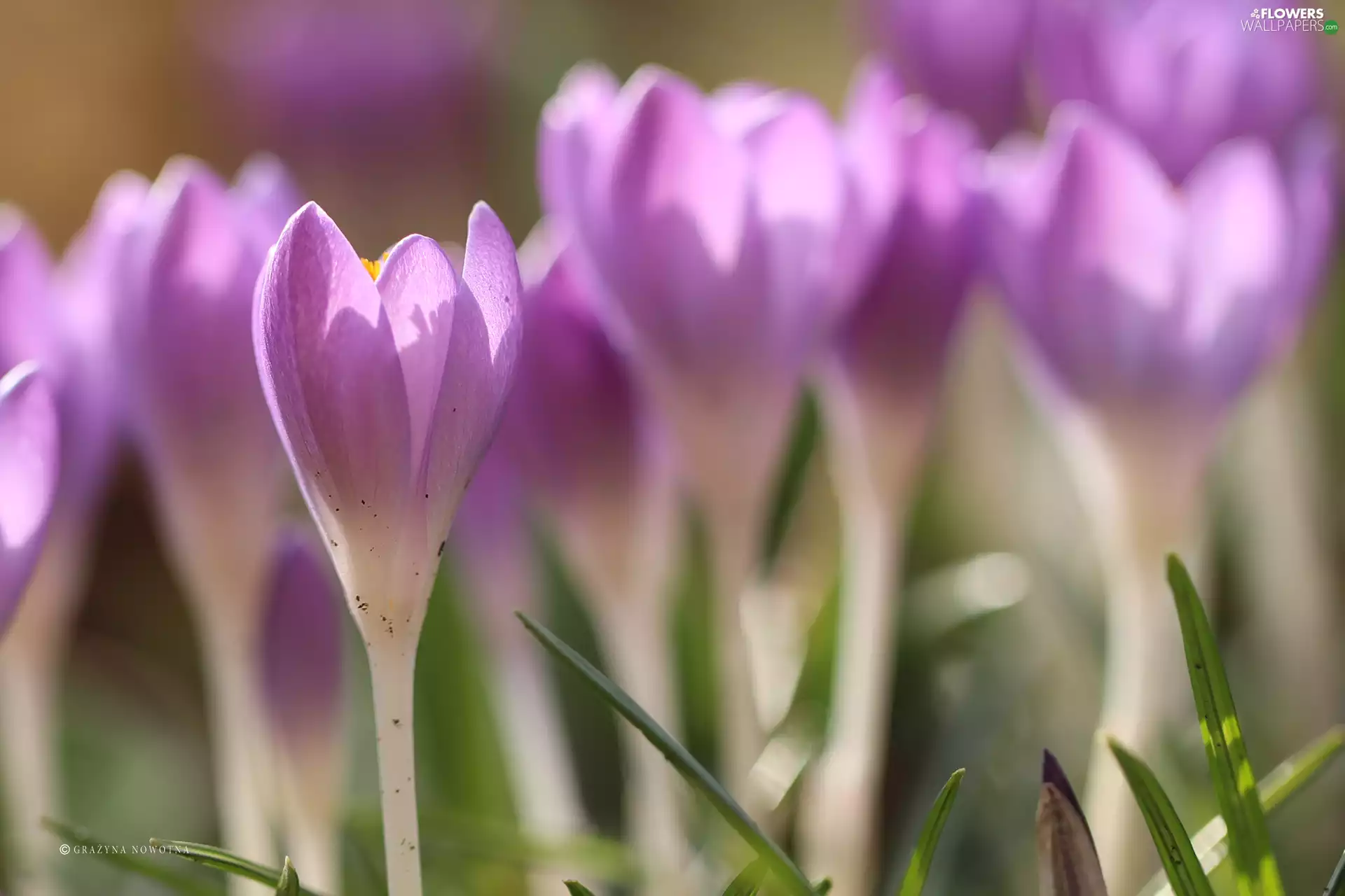 Flowers, crocuses, purple