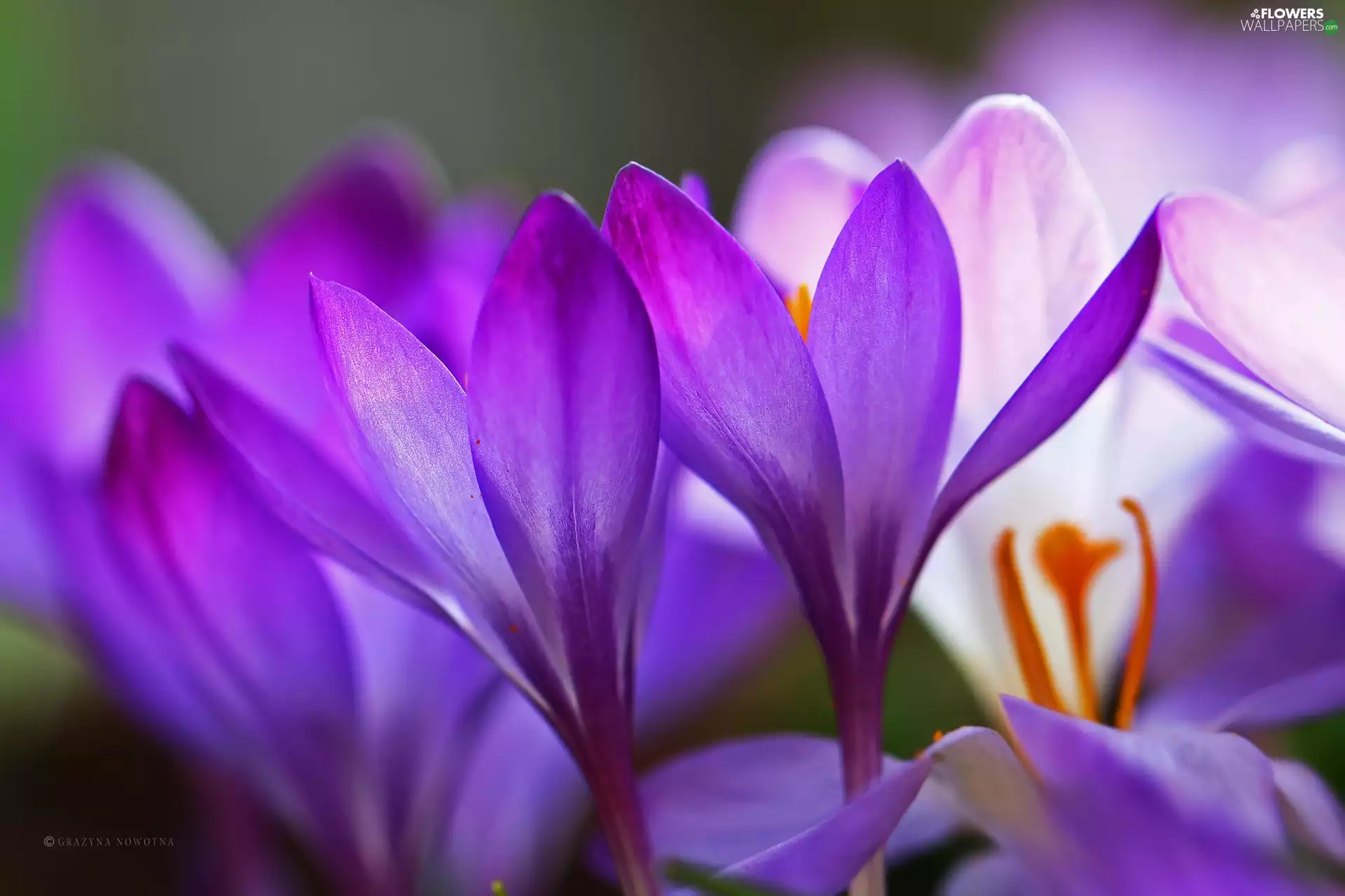 Flowers, crocuses, purple