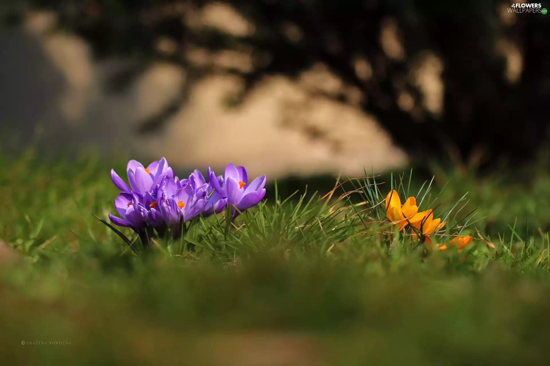 Flowers, crocuses, purple