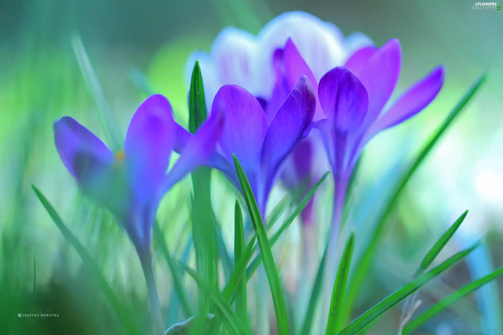 Flowers, crocuses, purple