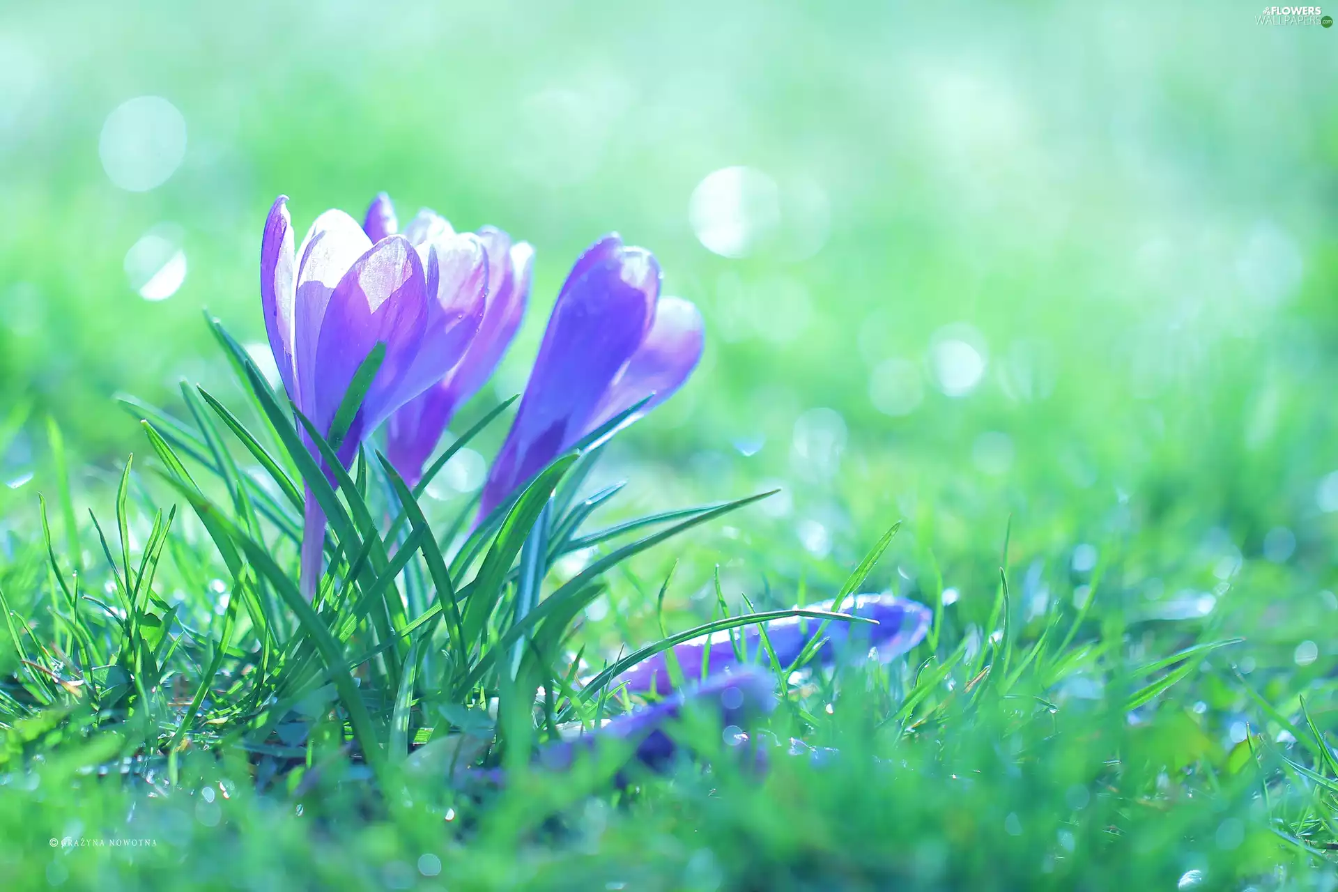 Flowers, crocuses, purple