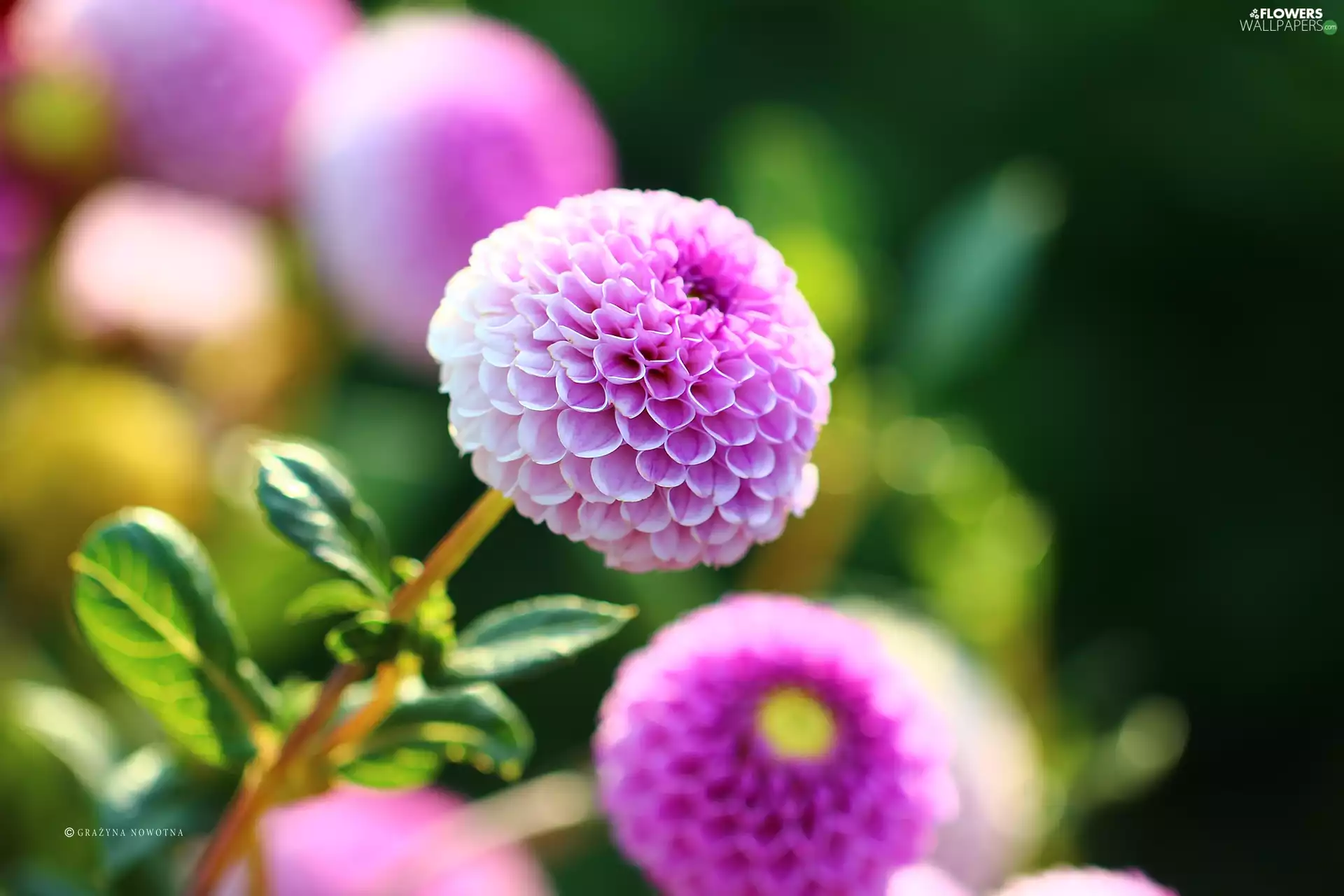 Flowers, dahlias, purple