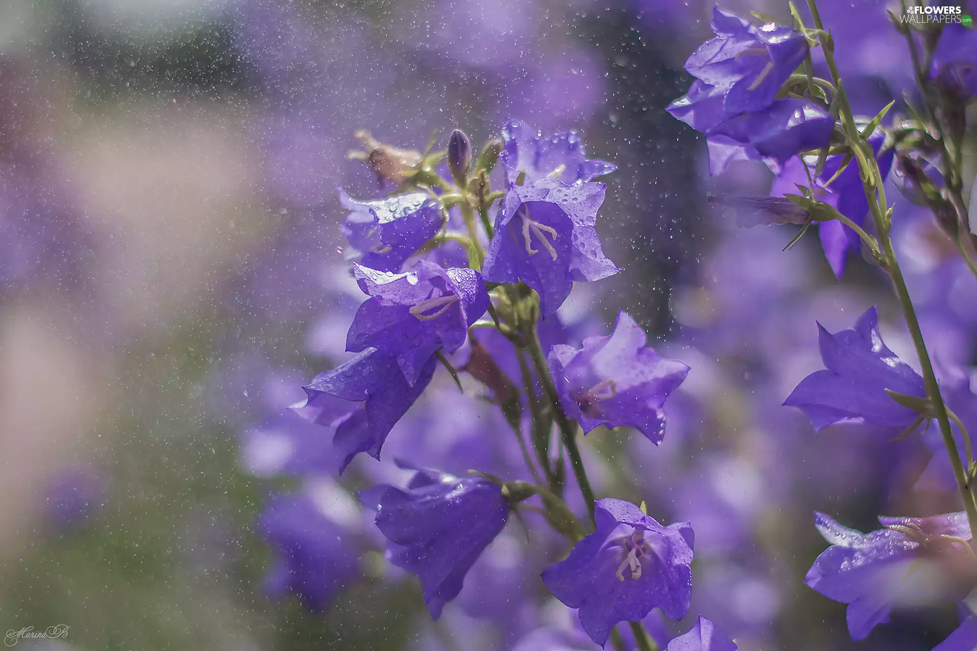 purple, ringtones, drops, Flowers