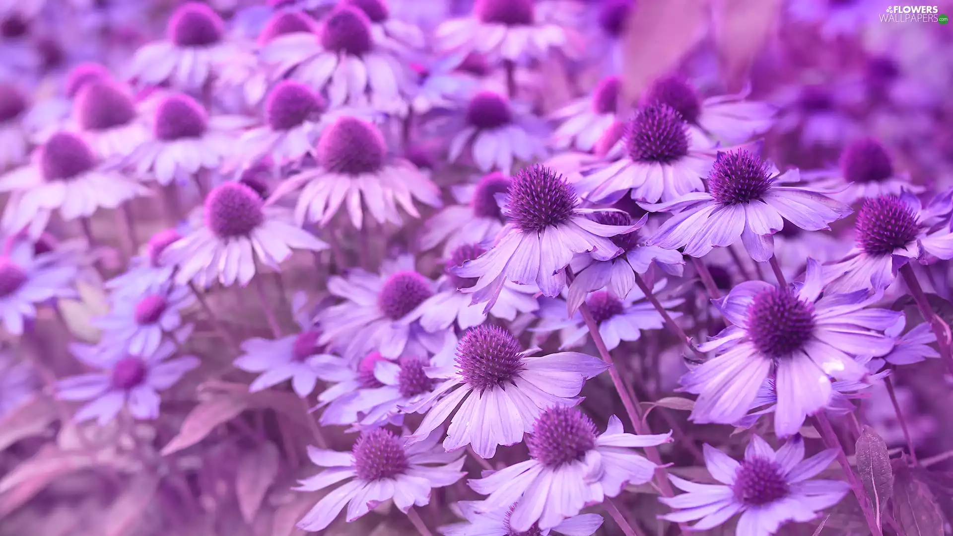 Flowers, echinacea, purple