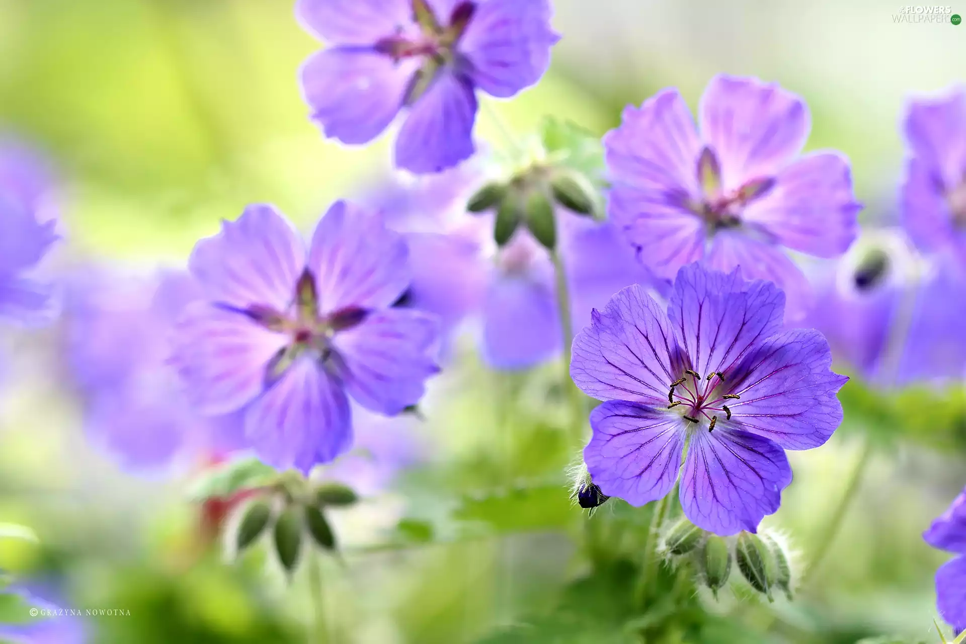 Flowers, geranium, purple