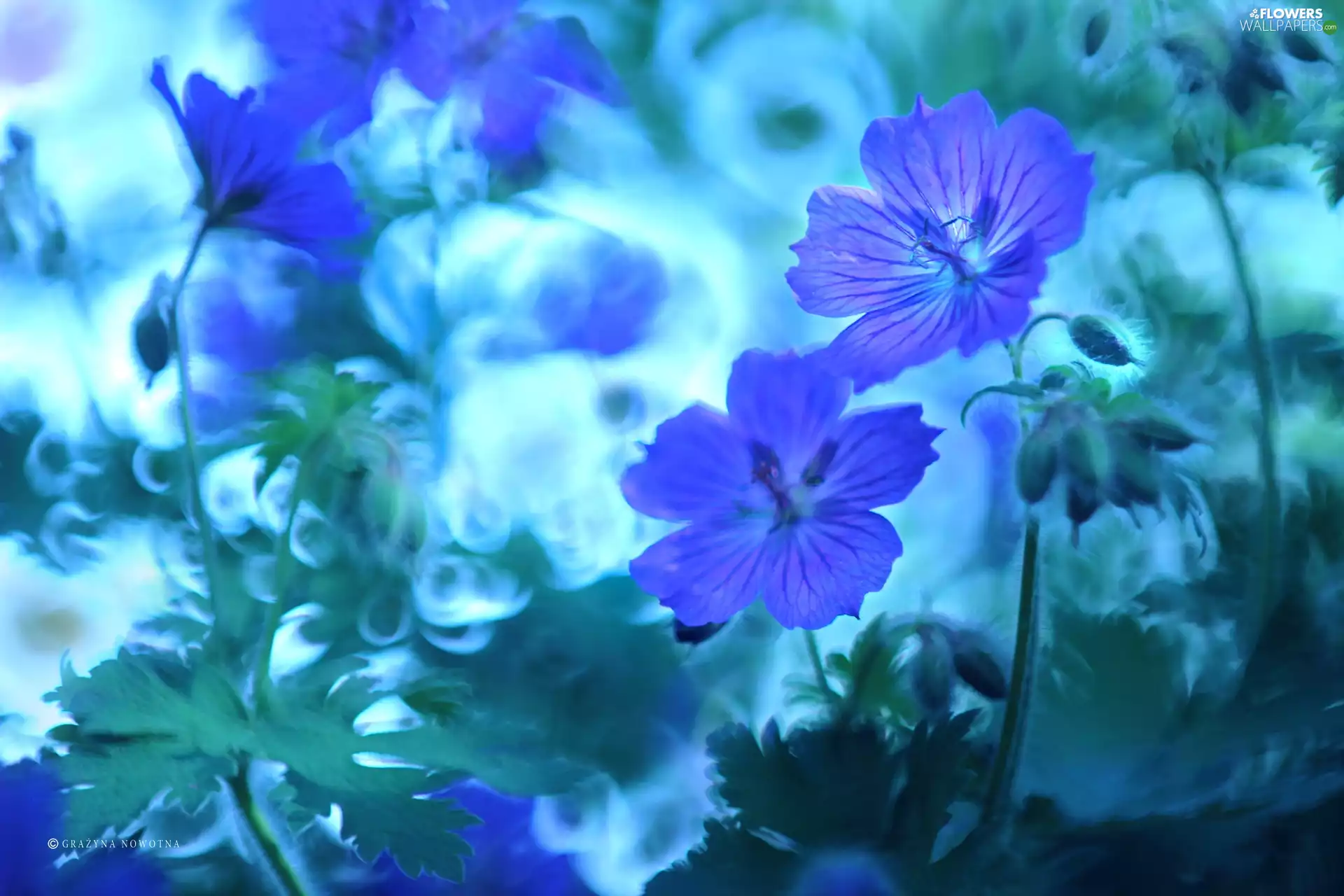Flowers, geranium, purple