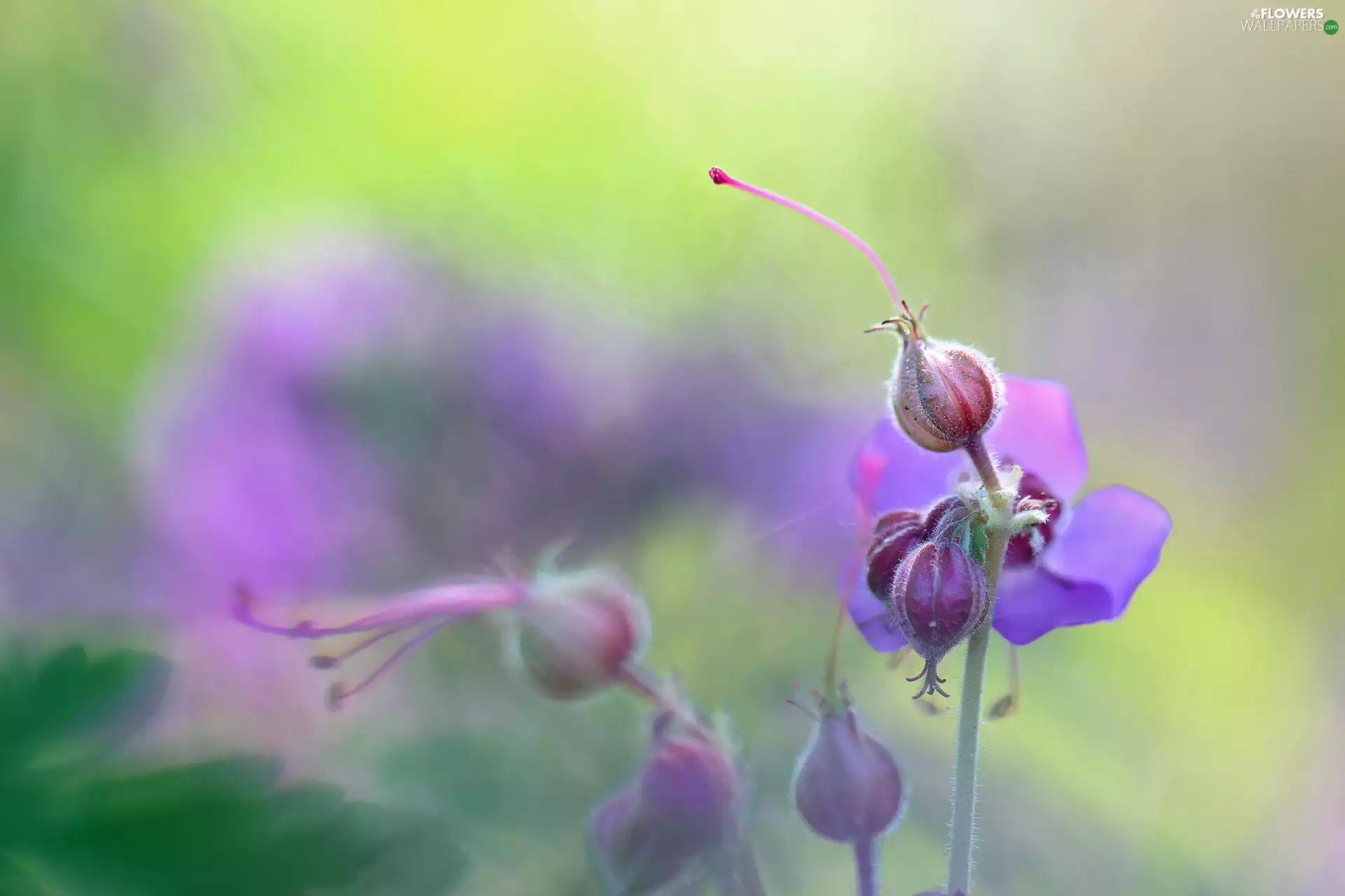 Flowers, geranium, purple