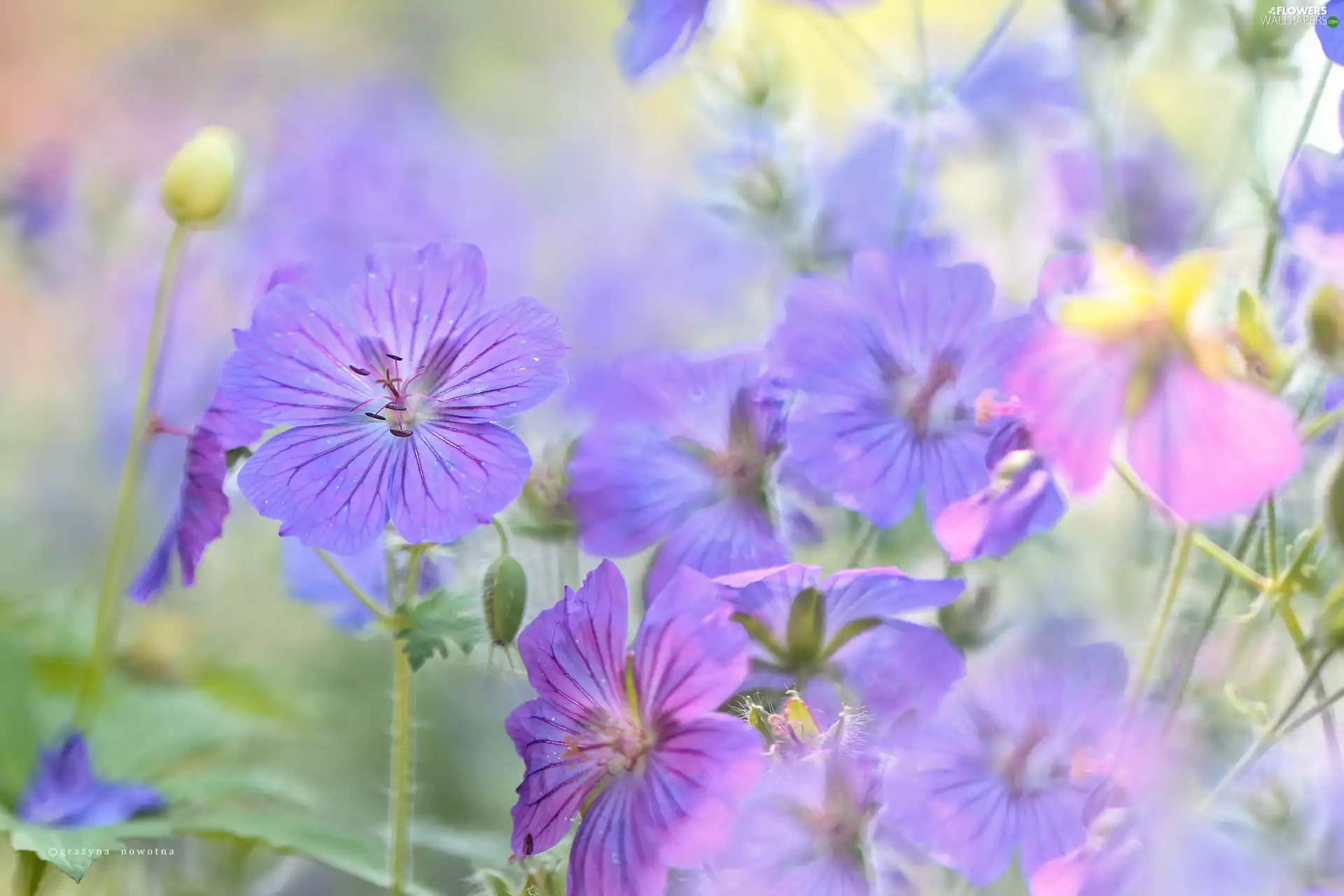 Flowers, geranium, purple