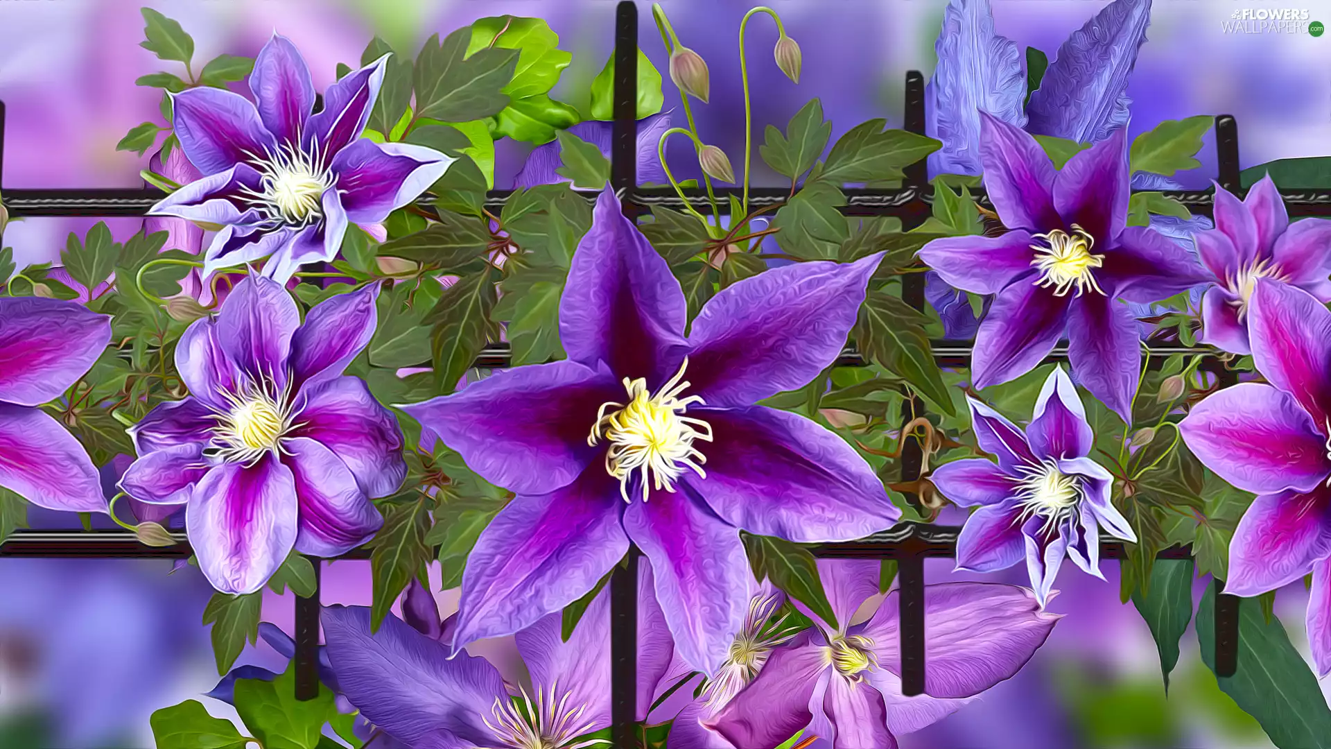 purple, Clematis, graphics, Flowers
