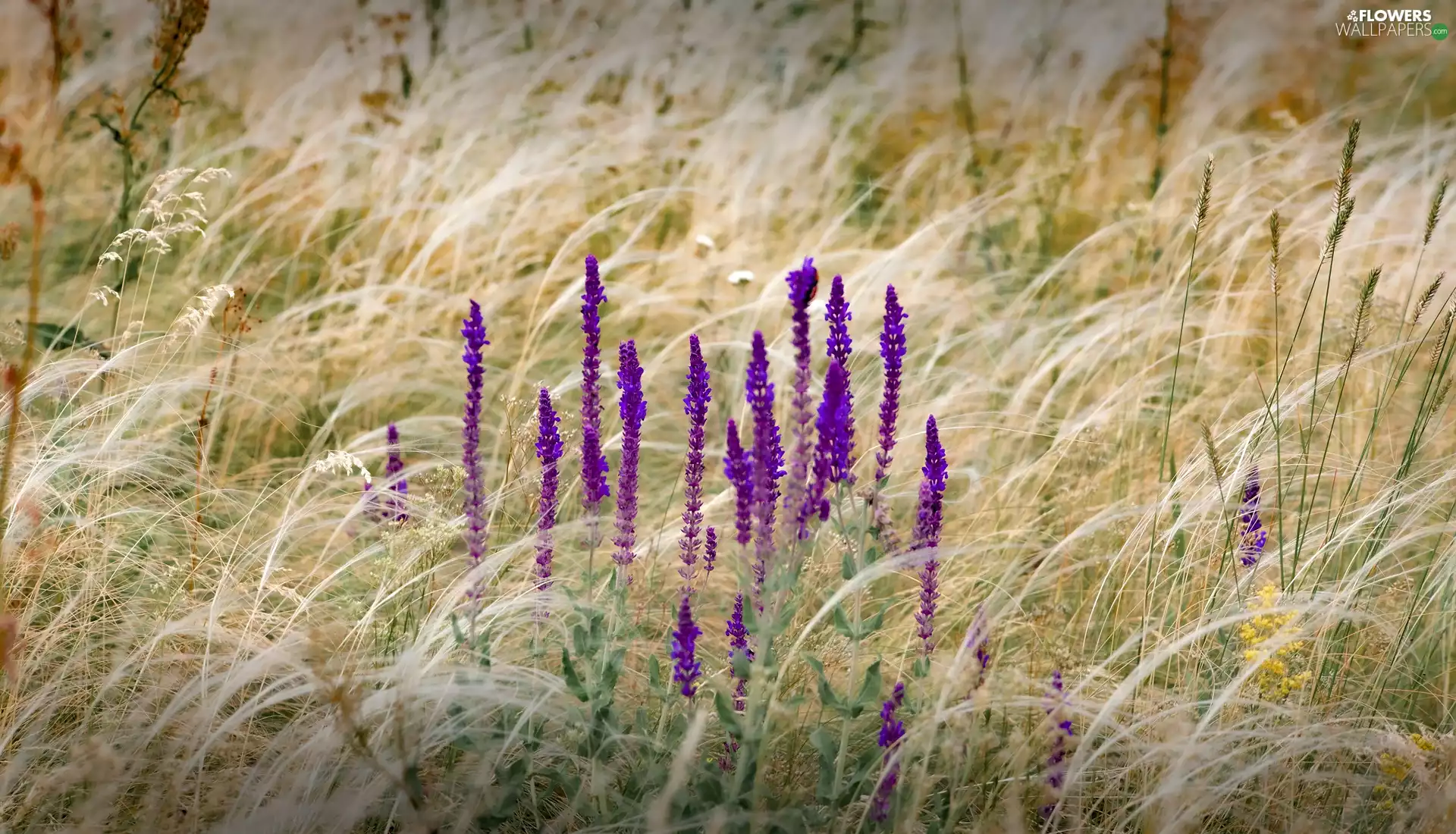 purple, lavender, grass, Flowers