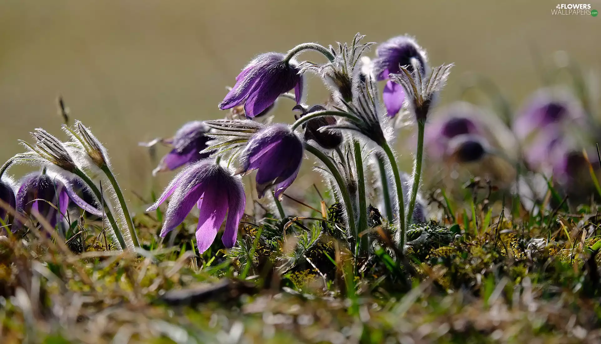 purple, pasque, grass, Flowers