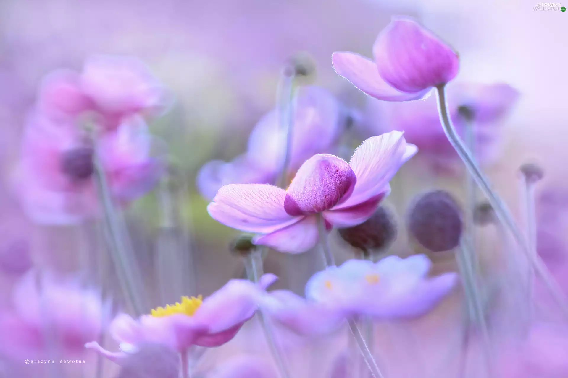 purple, Anemone Hupehensis, Flowers