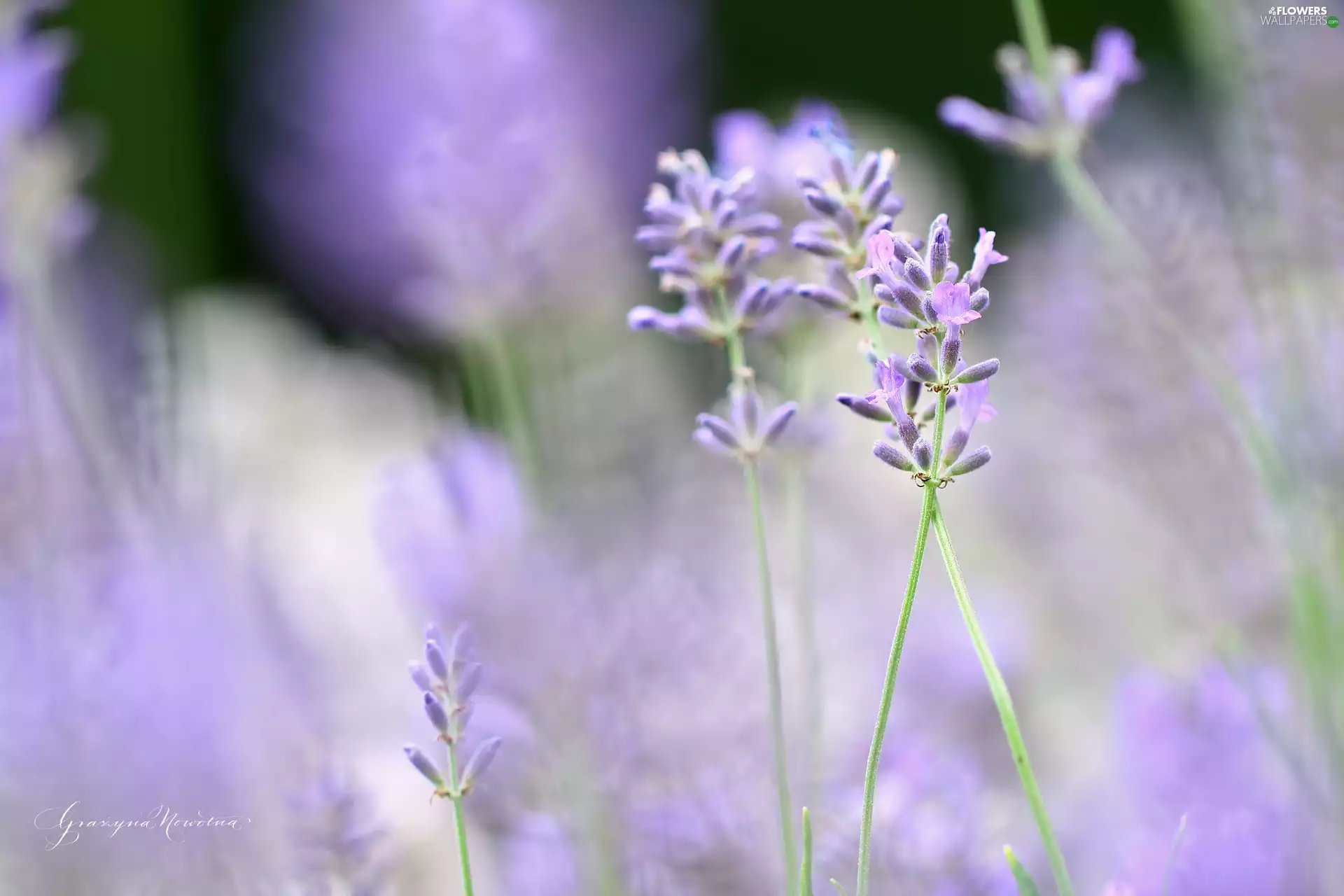 Flowers, lavender, purple