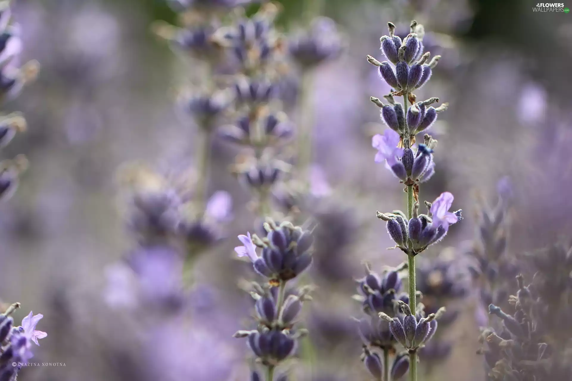 Flowers, lavender, purple