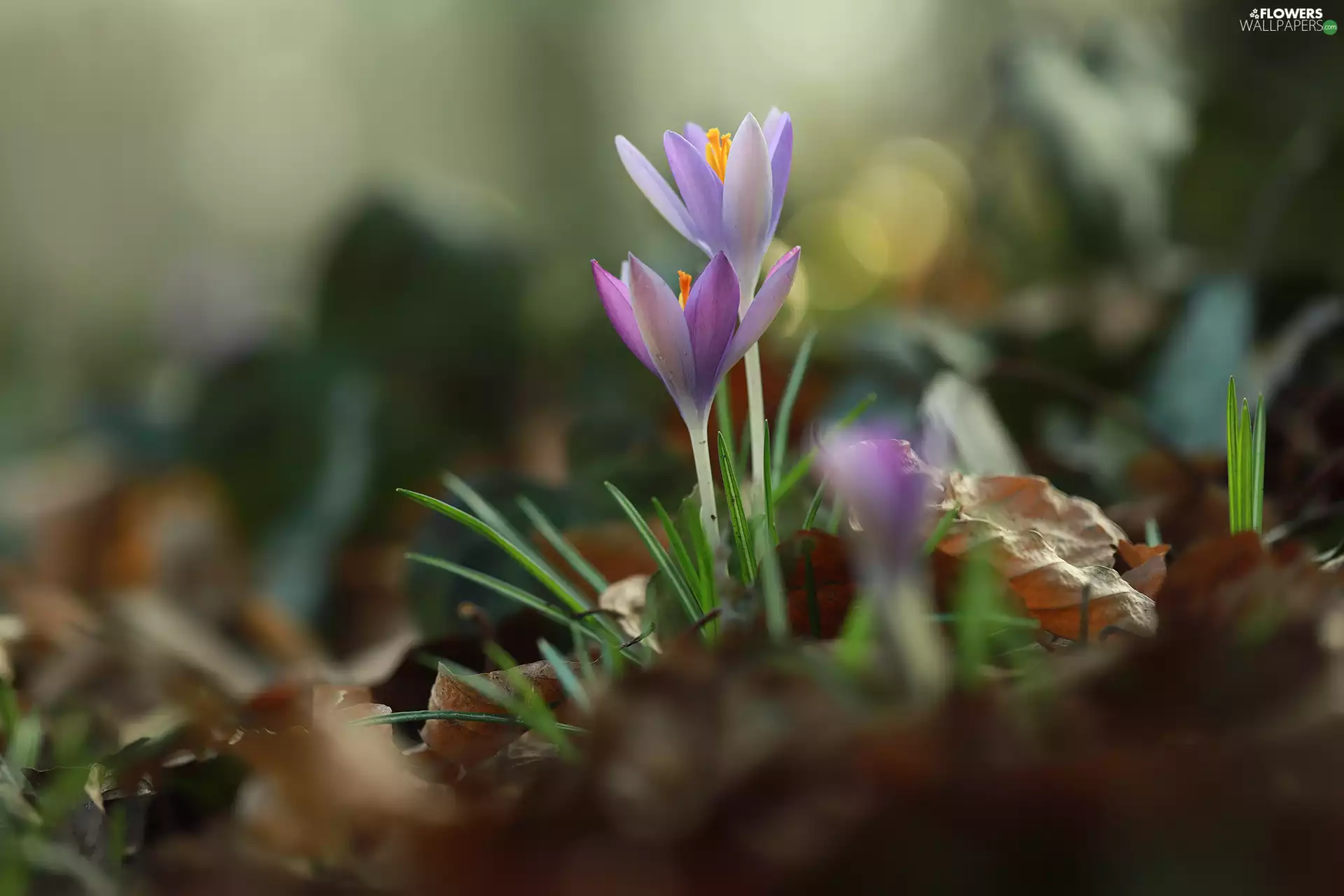 purple, crocuses, Leaf, Flowers