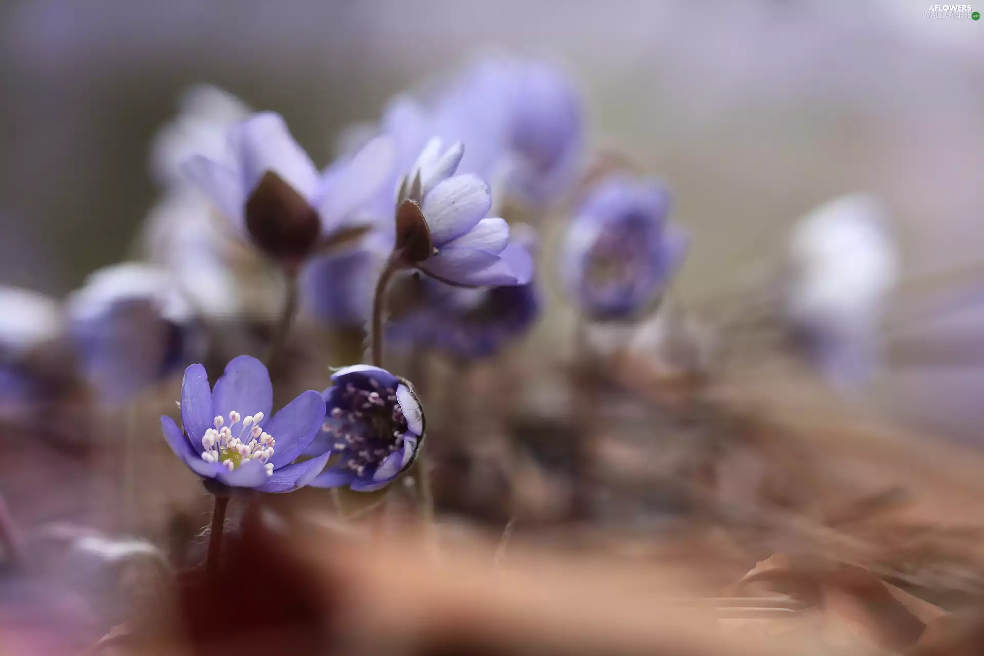 Flowers, Liverworts, purple