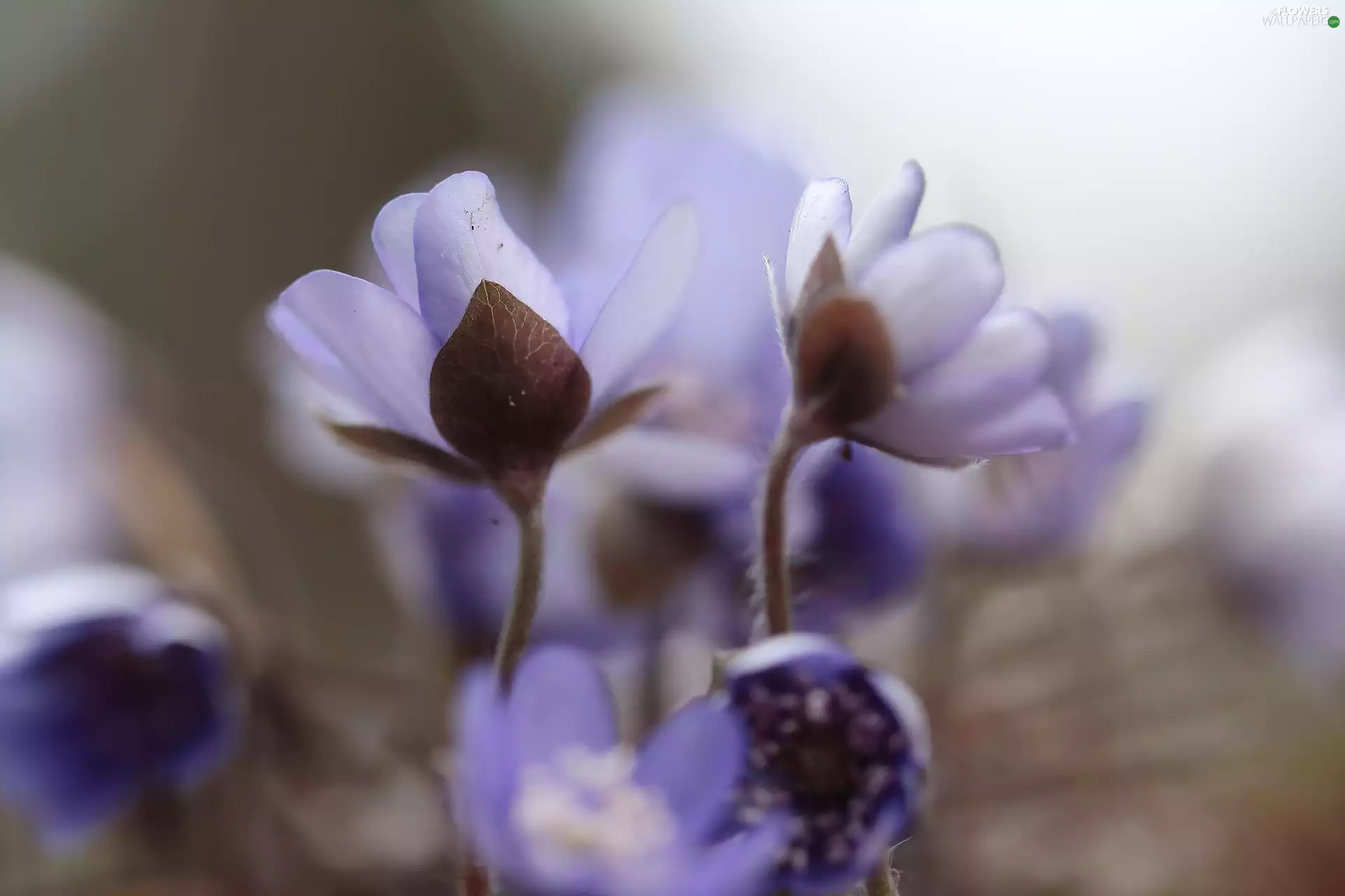 Flowers, Liverworts, purple