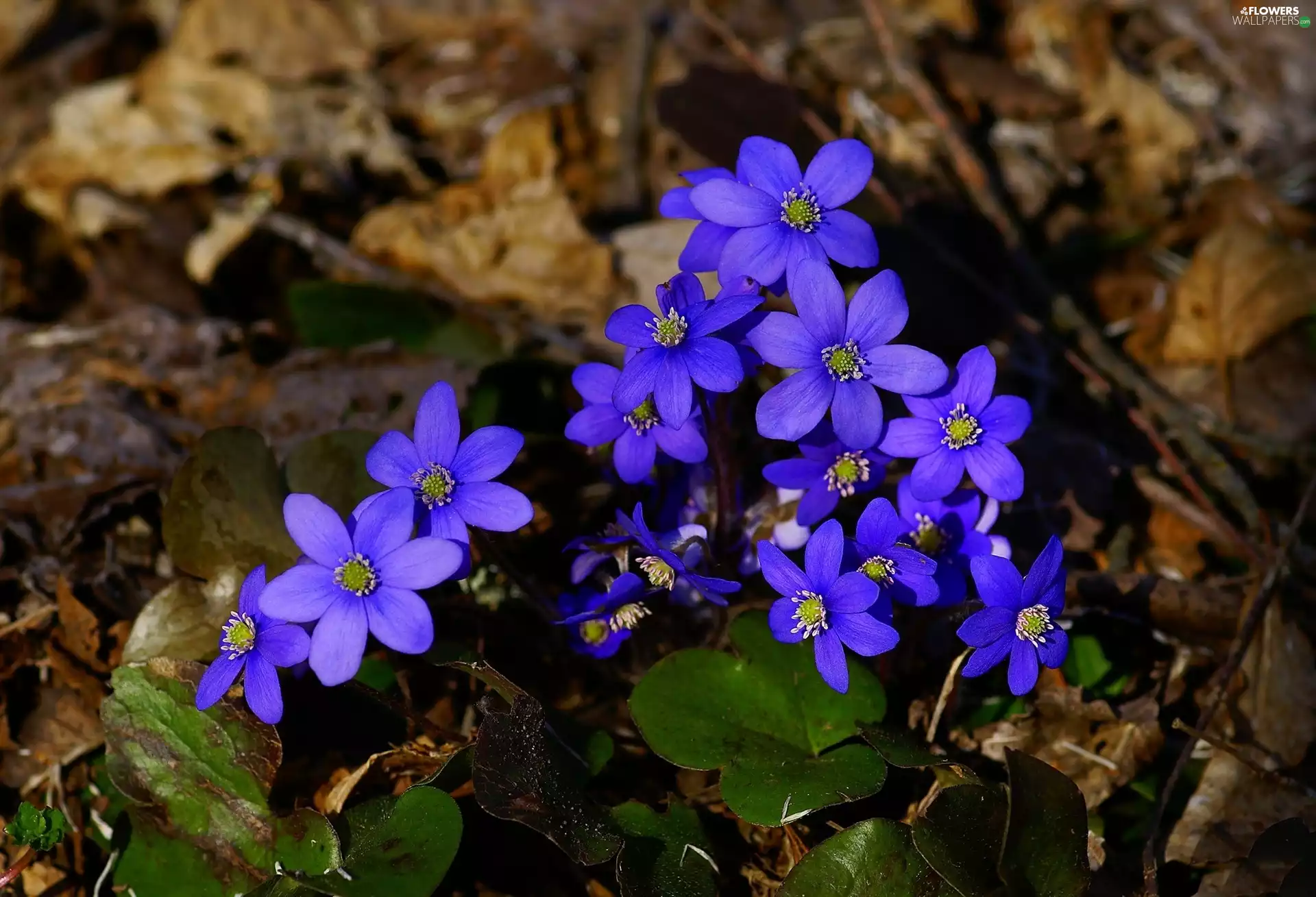 flowers, Liverworts, purple