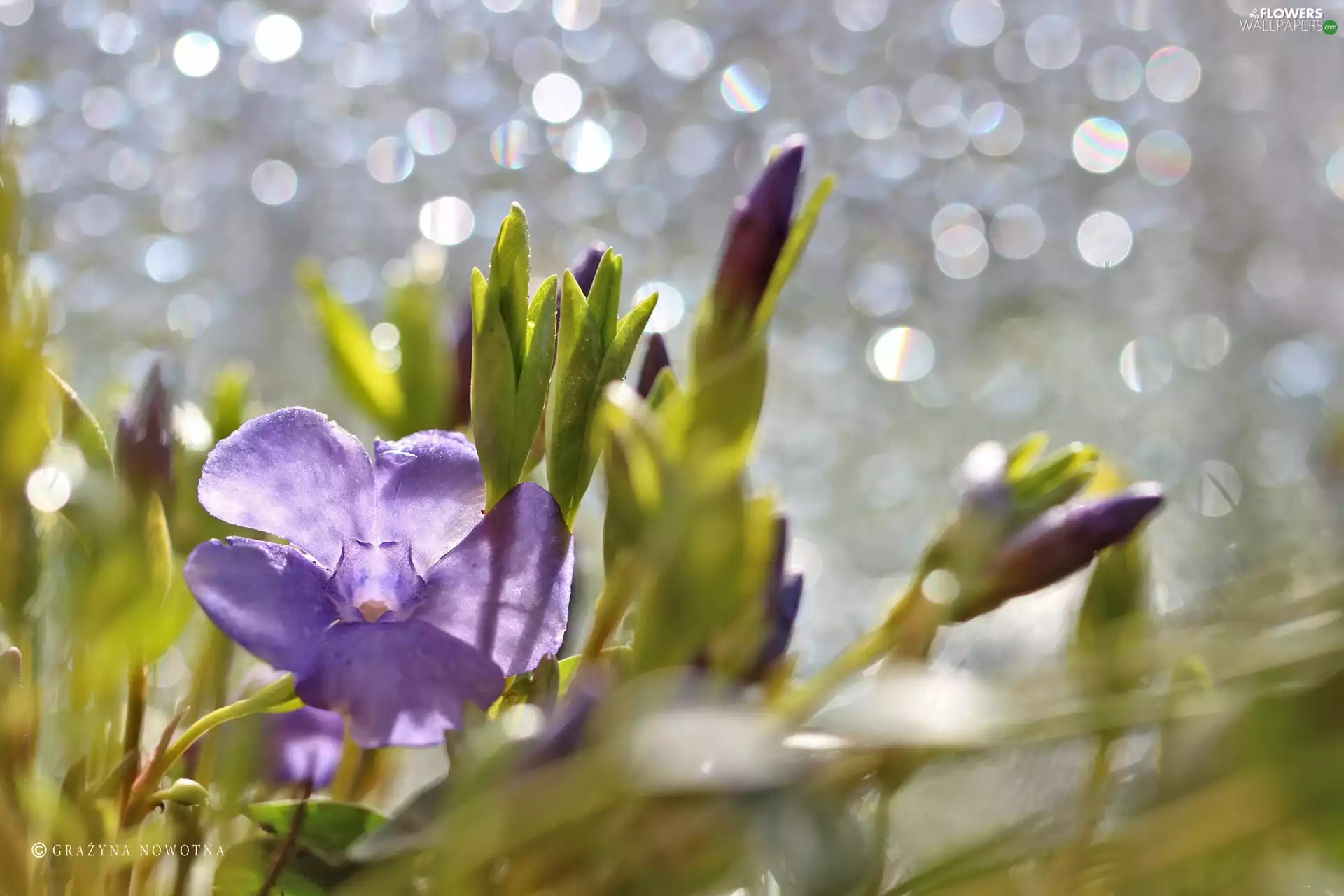Flowers, myrtle, purple