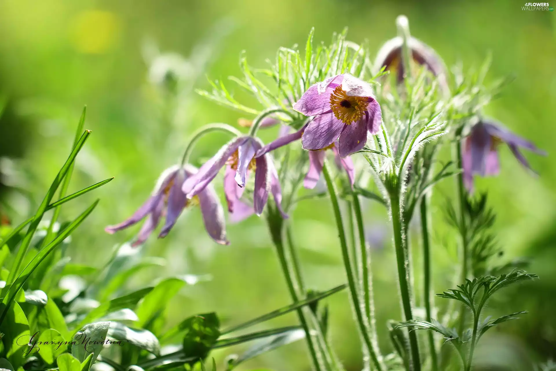 Flowers, pasque, purple