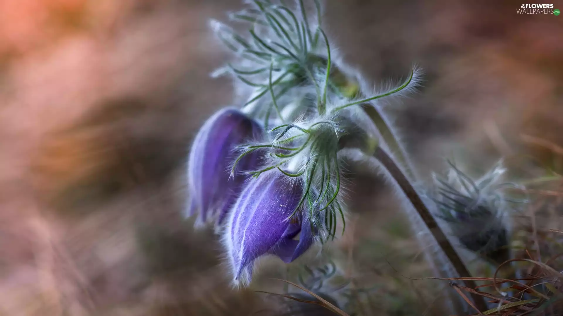 purple, Two, pasque, Flowers